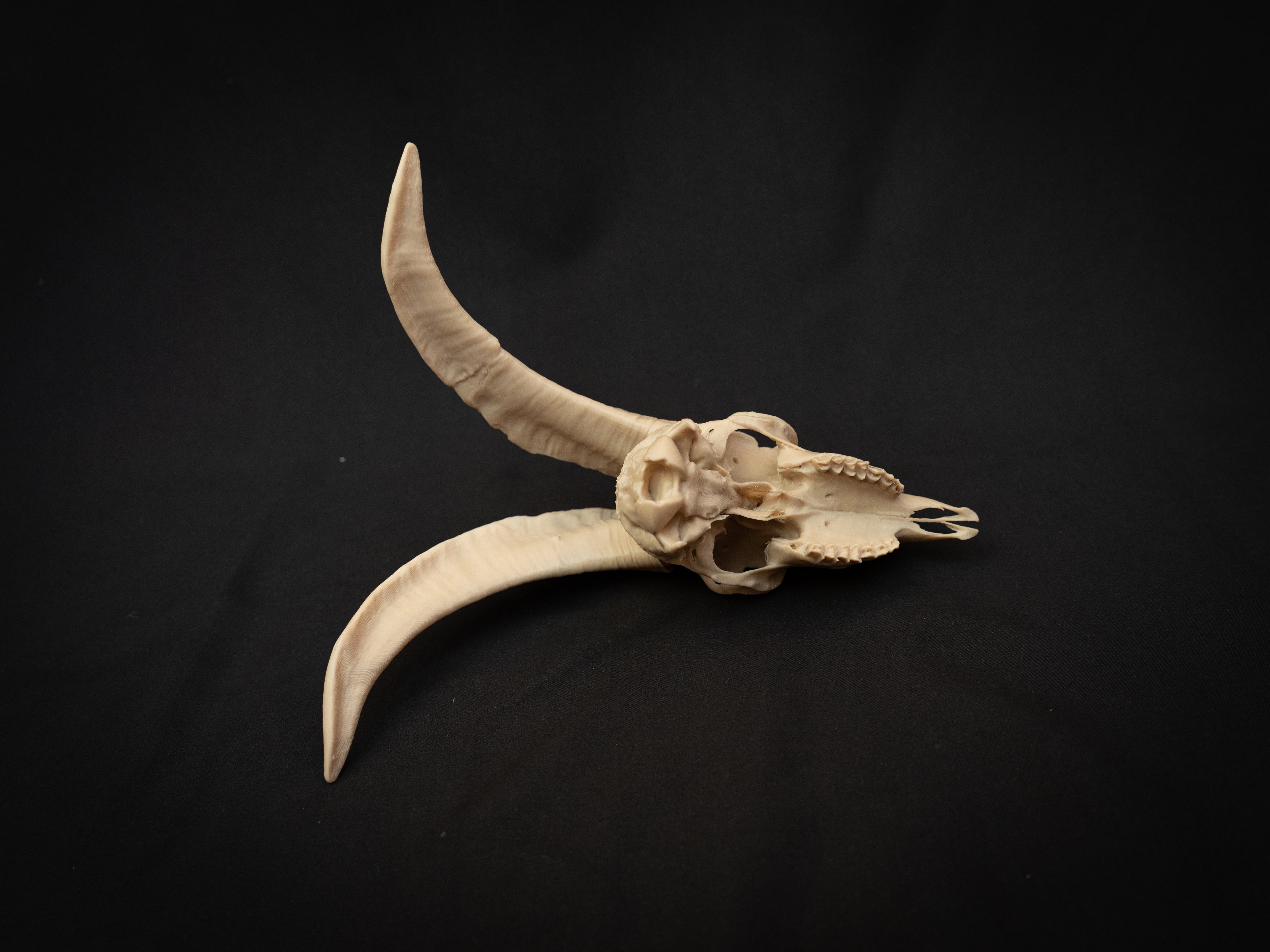 Scaled Down Goat Skull Replica – Realistic 3D Printed Bone Model Display