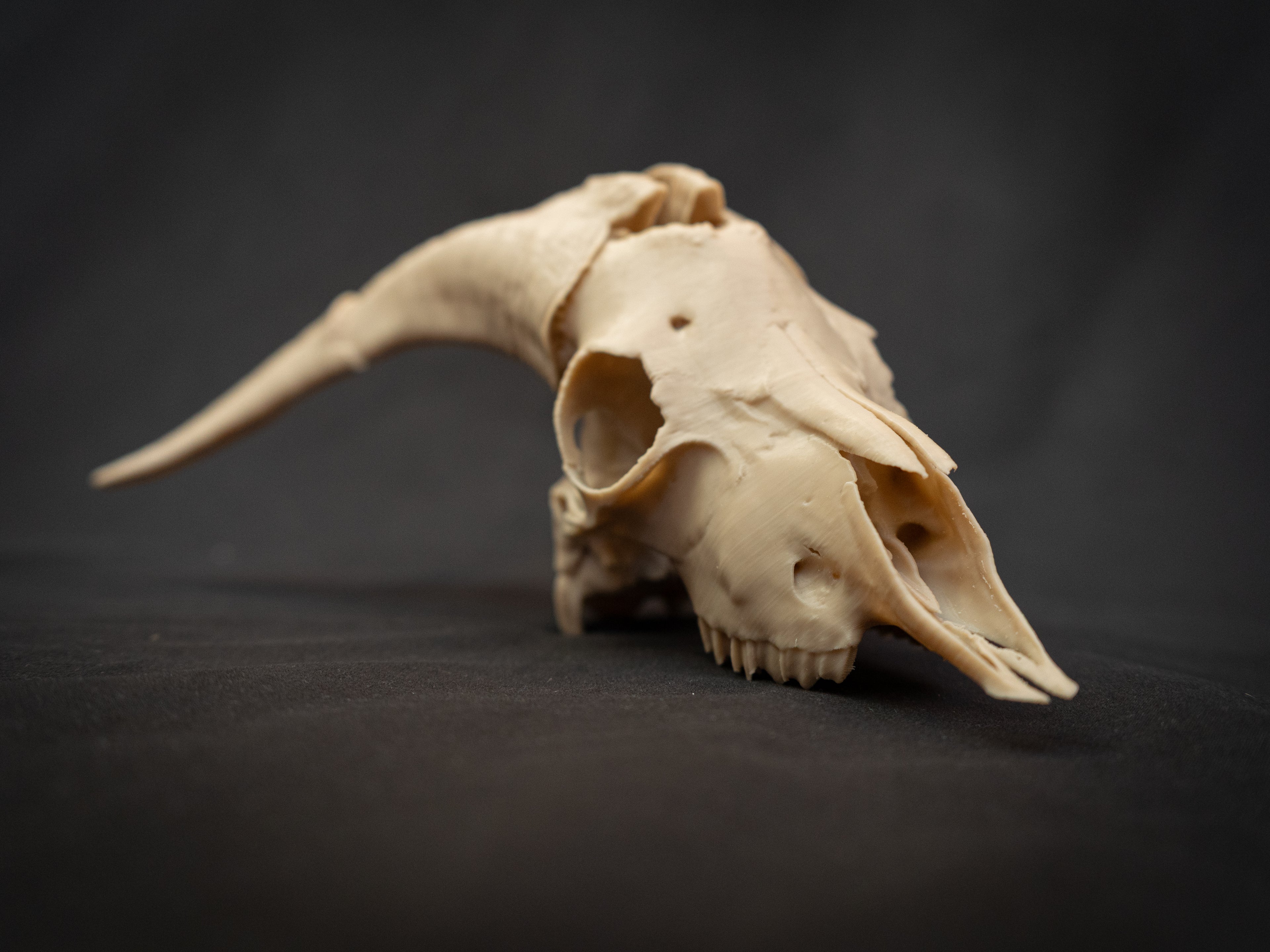 Scaled Down Goat Skull Replica – Realistic 3D Printed Bone Model Display