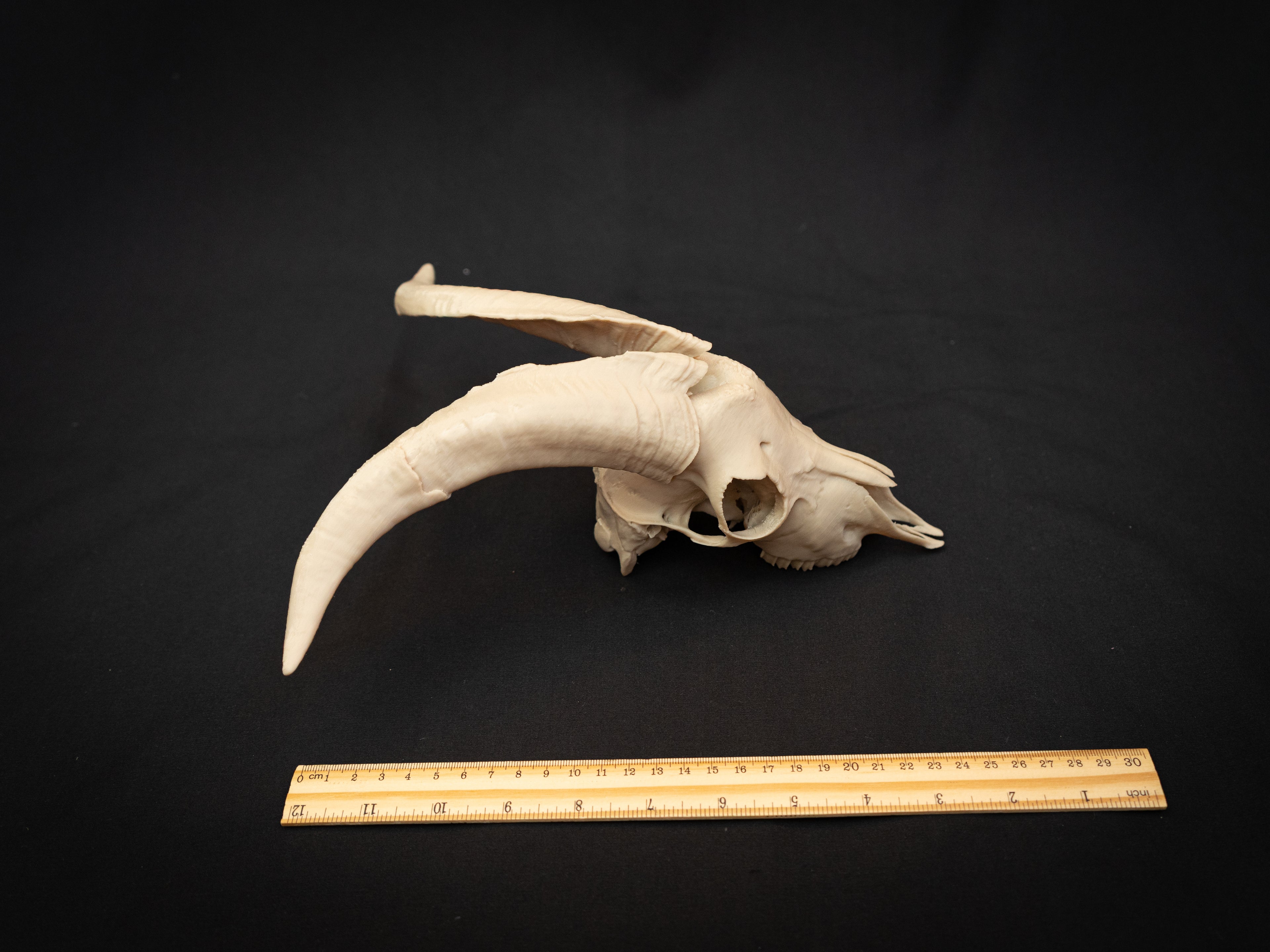 Scaled Down Goat Skull Replica – Realistic 3D Printed Bone Model Display