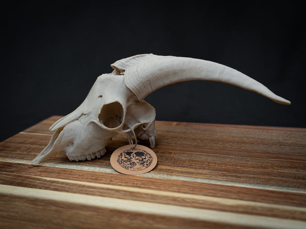 Scaled Down Goat Skull Replica – Realistic 3D Printed Bone Model Display