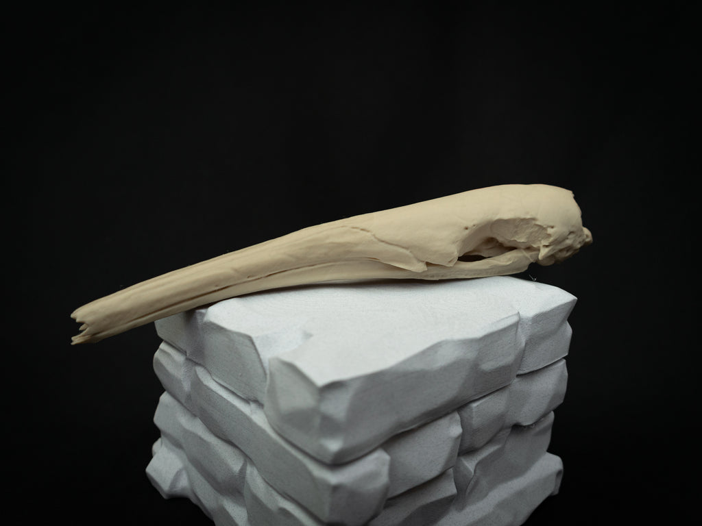 Life Size Anteater Skull Replica – Realistic 3D Printed Bone Model Display
