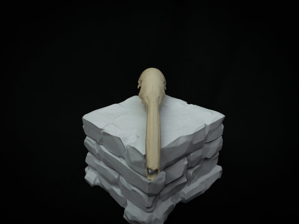 Life Size Anteater Skull Replica – Realistic 3D Printed Bone Model Display