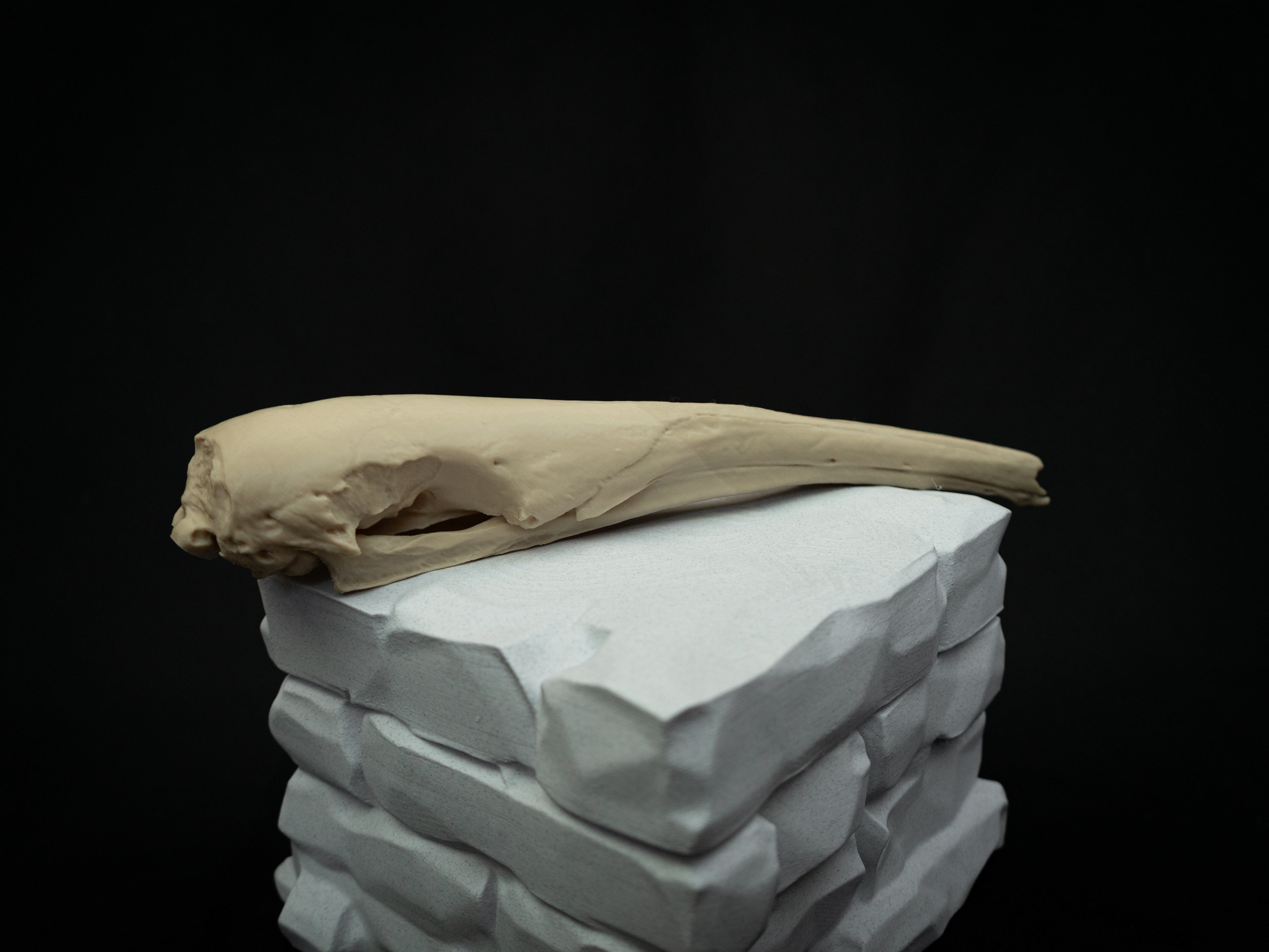 Life Size Anteater Skull Replica – Realistic 3D Printed Bone Model Display