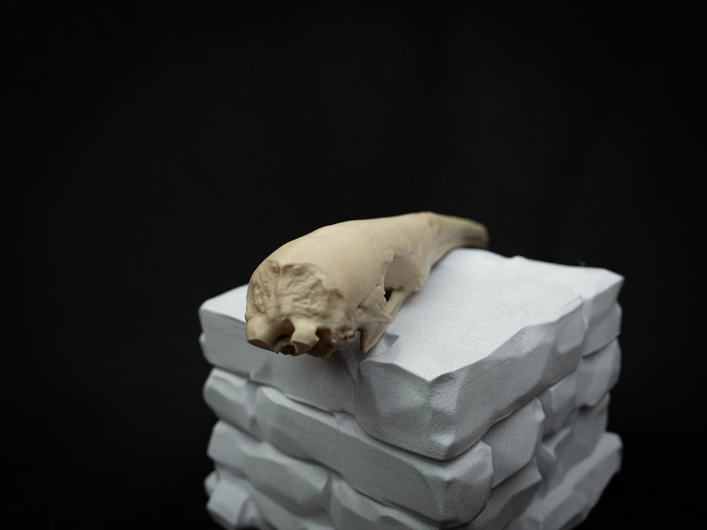 Life Size Anteater Skull Replica – Realistic 3D Printed Bone Model Display