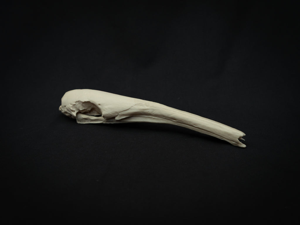 Life Size Anteater Skull Replica – Realistic 3D Printed Bone Model Display