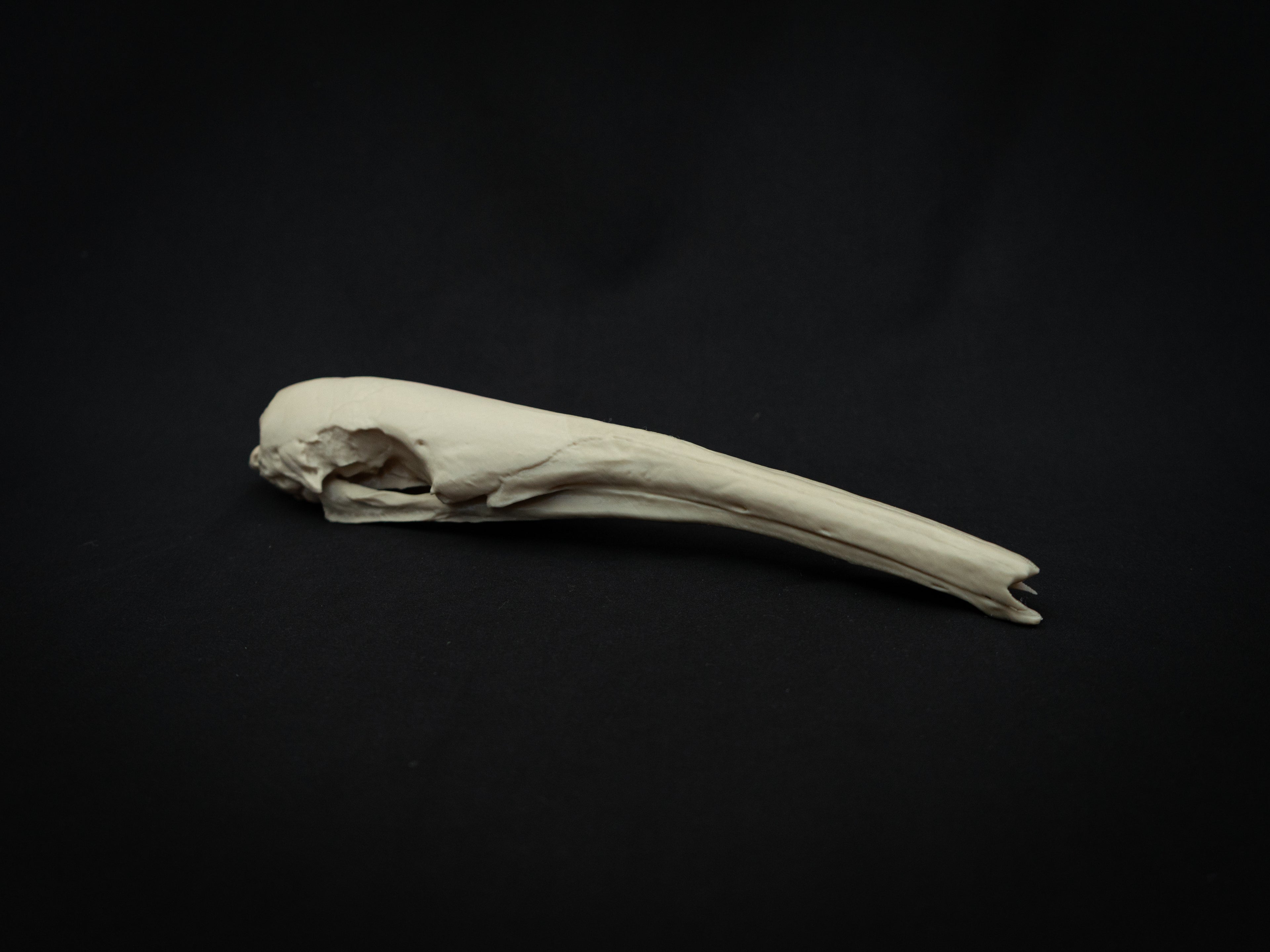 Life Size Anteater Skull Replica – Realistic 3D Printed Bone Model Display