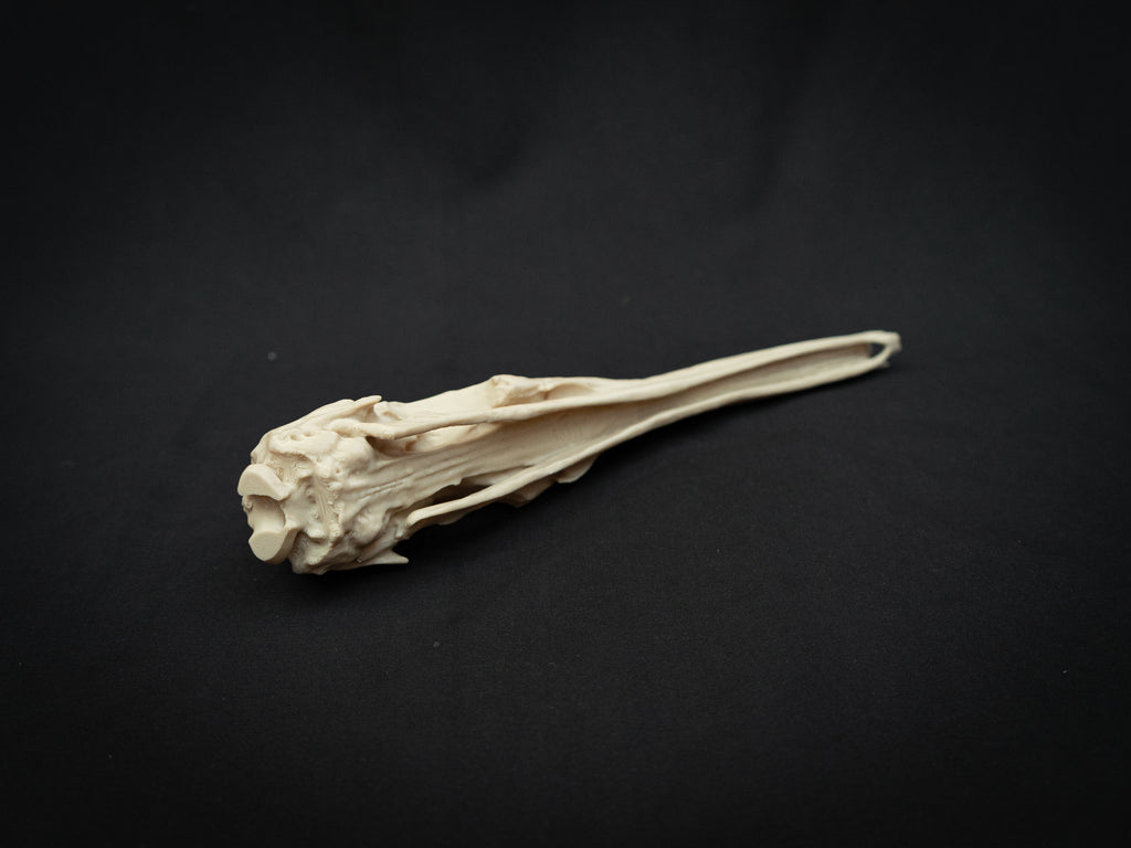 Life Size Anteater Skull Replica – Realistic 3D Printed Bone Model Display