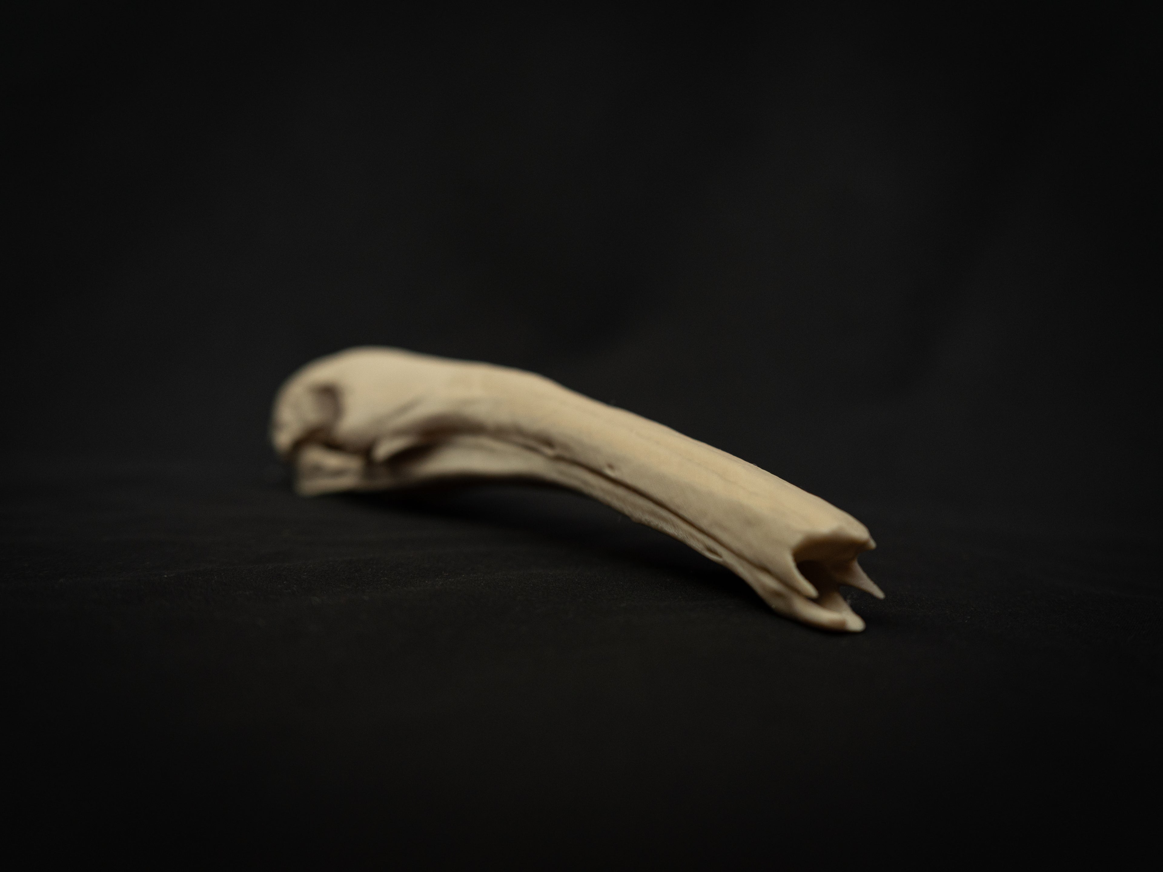 Life Size Anteater Skull Replica – Realistic 3D Printed Bone Model Display