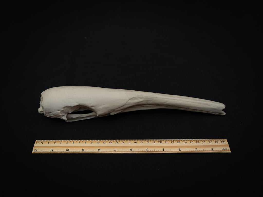 Life Size Anteater Skull Replica – Realistic 3D Printed Bone Model Display