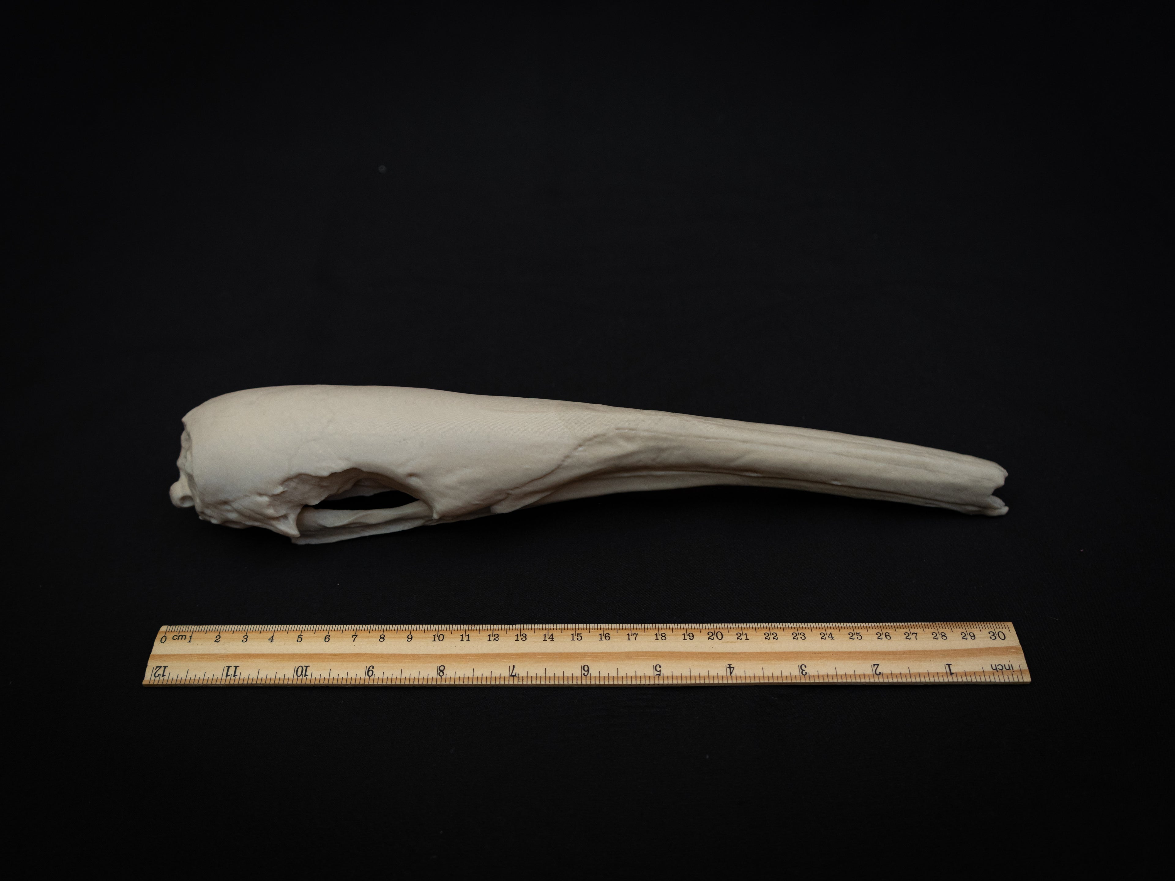 Life Size Anteater Skull Replica – Realistic 3D Printed Bone Model Display