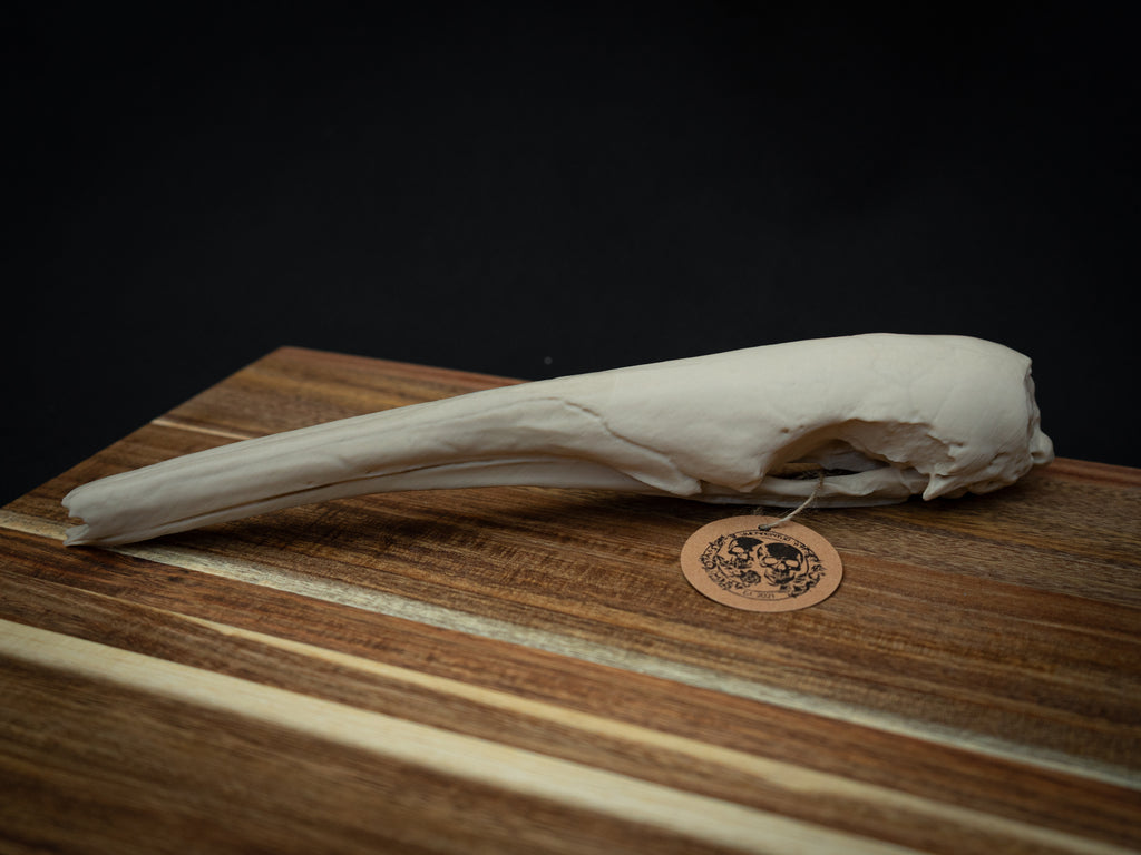 Life Size Anteater Skull Replica – Realistic 3D Printed Bone Model Display