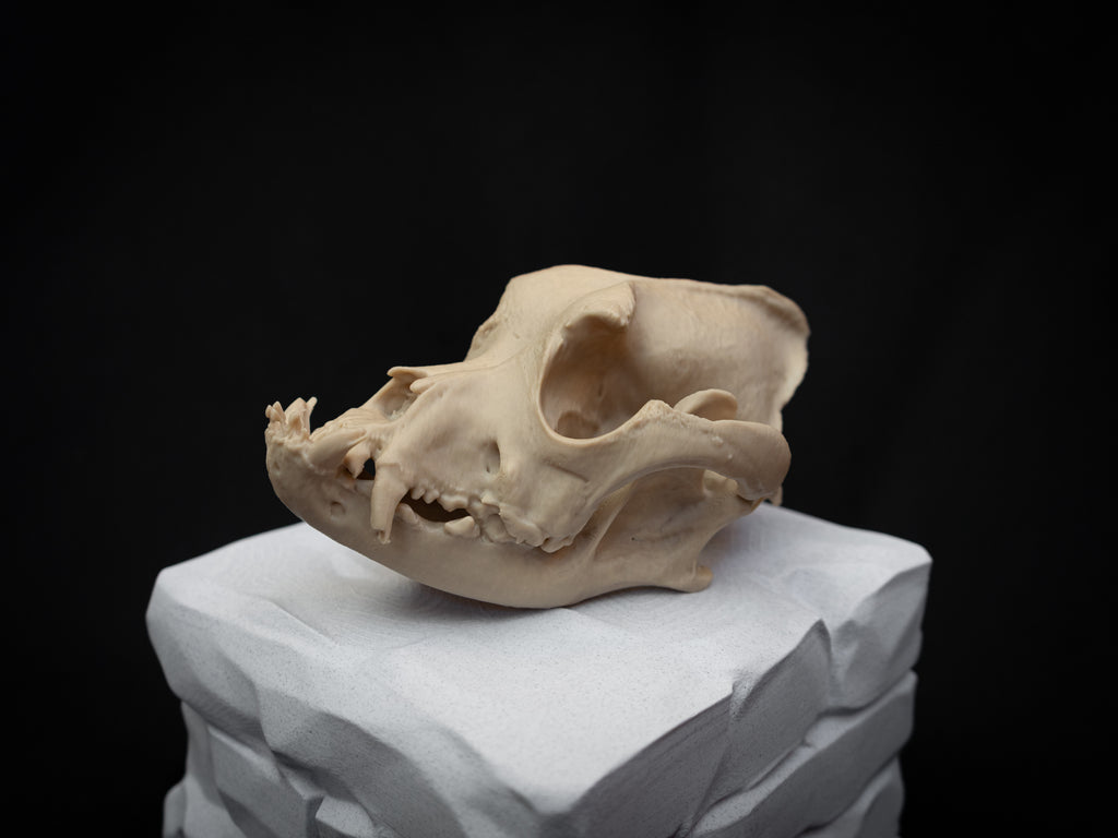 Life Size Bulldog Skull Replica – Realistic 3D Printed Dog Bone Model Display