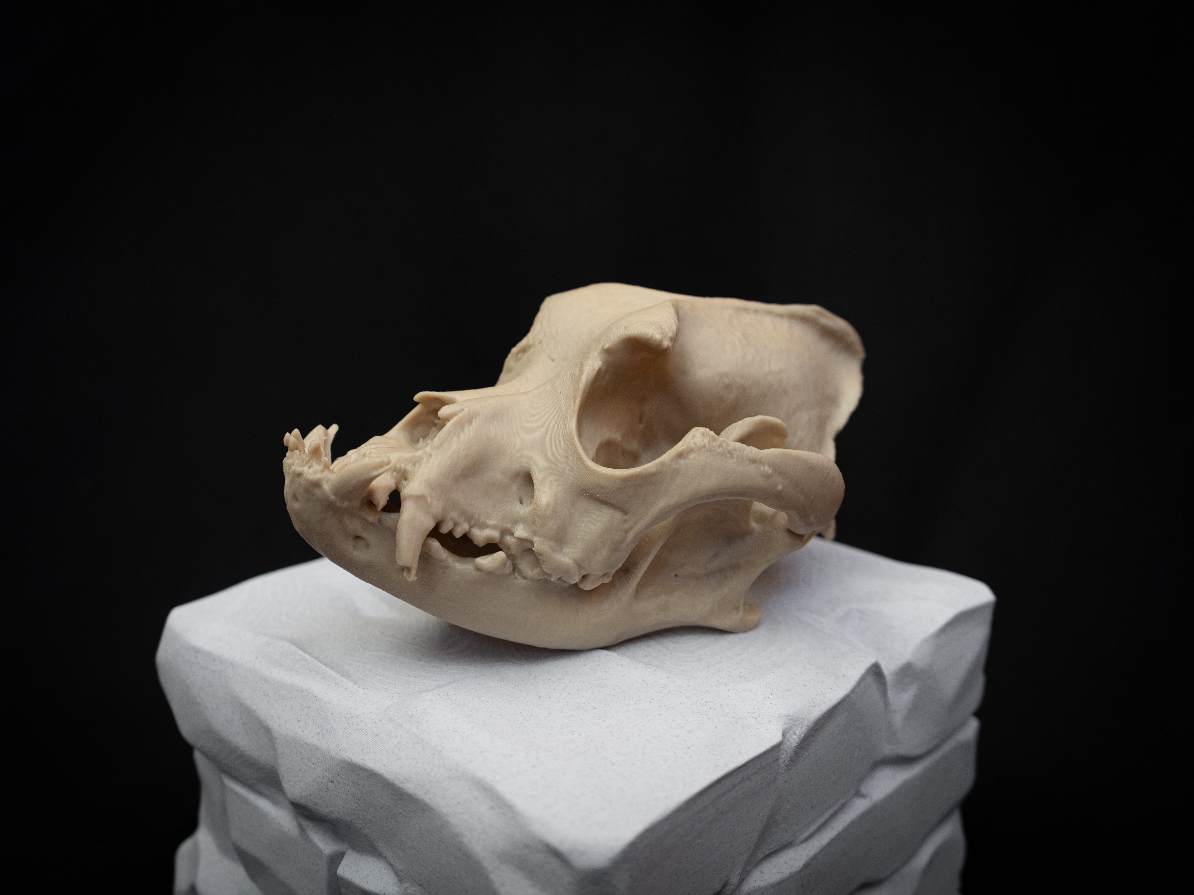 Life Size Bulldog Skull Replica – Realistic 3D Printed Dog Bone Model Display