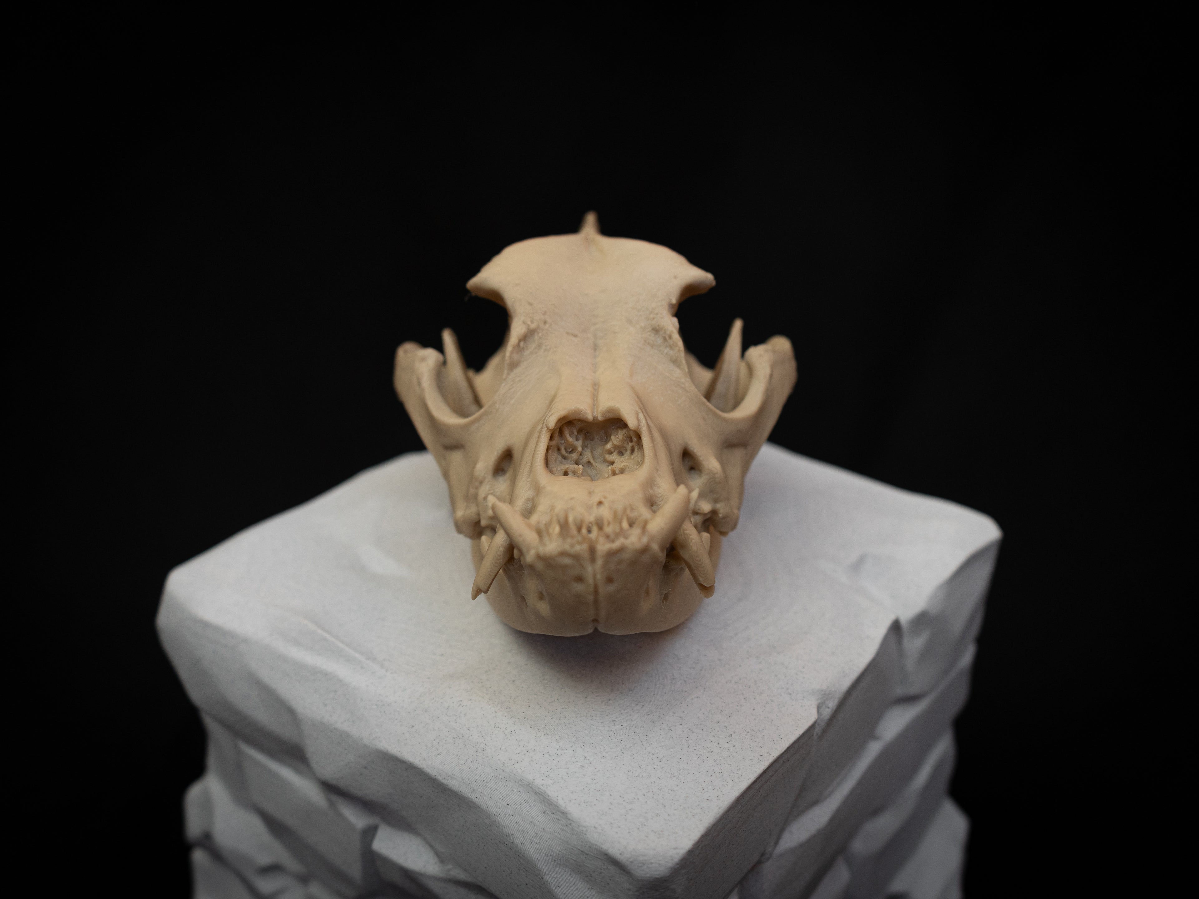Life Size Bulldog Skull Replica – Realistic 3D Printed Dog Bone Model Display