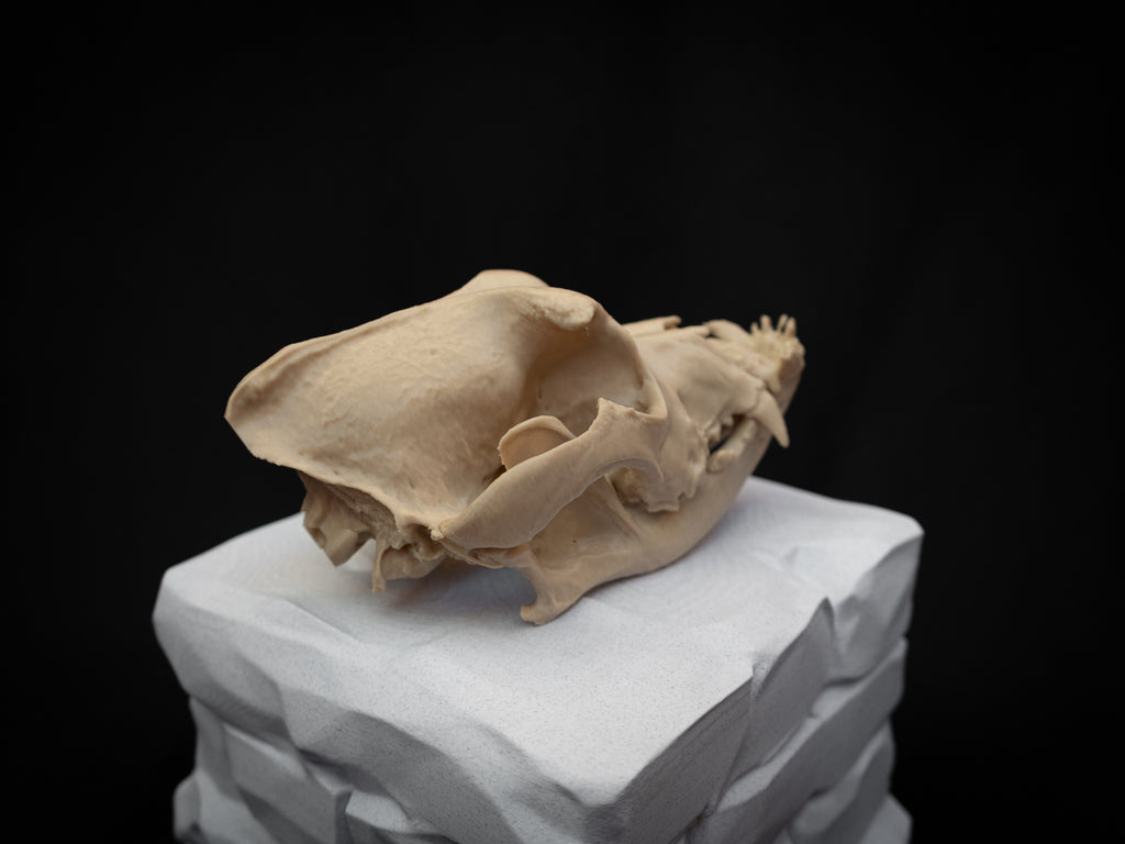 Life Size Bulldog Skull Replica – Realistic 3D Printed Dog Bone Model Display