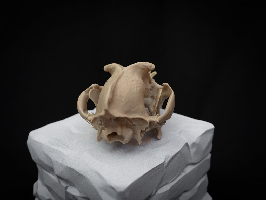 Life Size Bulldog Skull Replica – Realistic 3D Printed Dog Bone Model Display