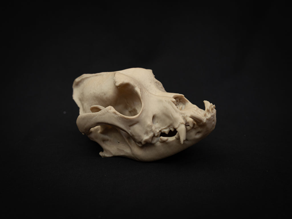 Life Size Bulldog Skull Replica – Realistic 3D Printed Dog Bone Model Display