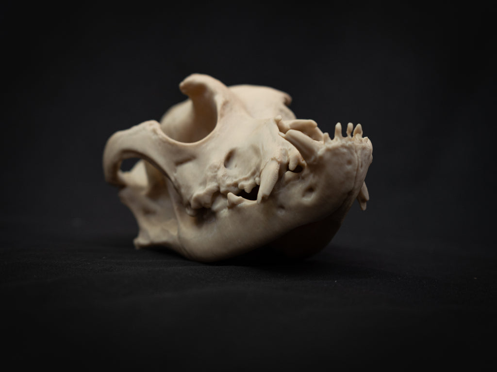 Life Size Bulldog Skull Replica – Realistic 3D Printed Dog Bone Model Display