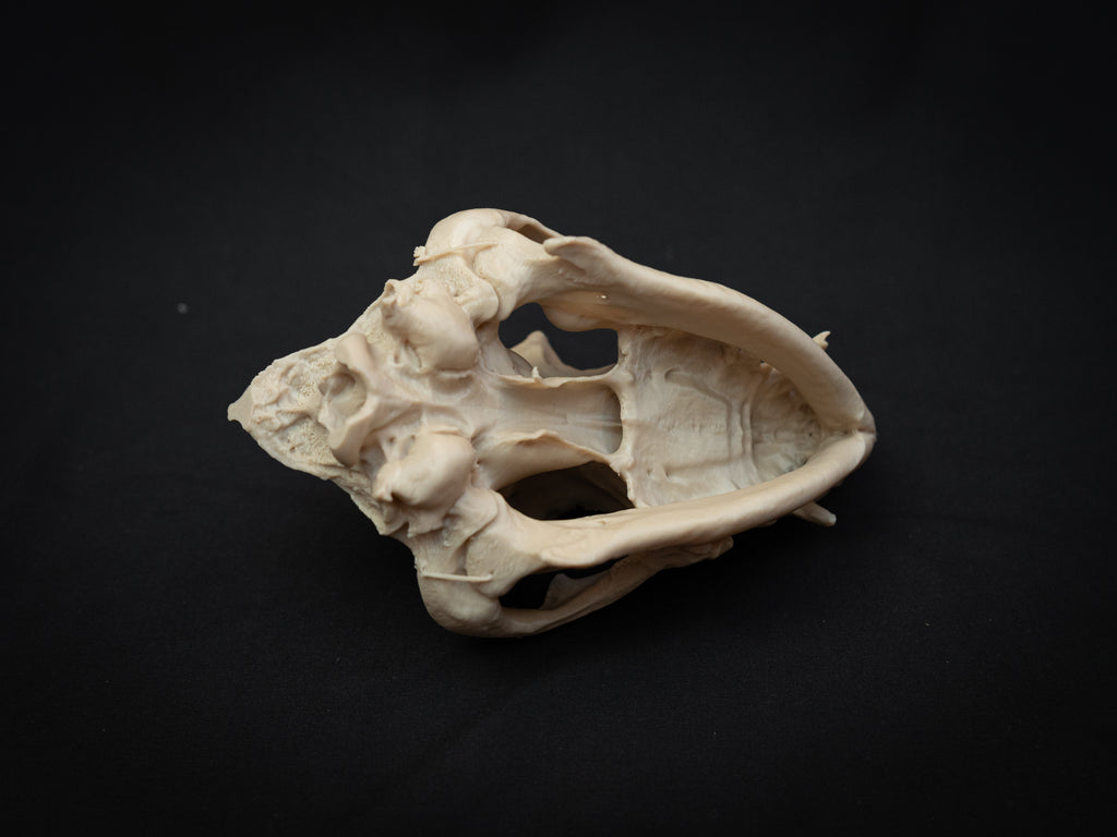 Life Size Bulldog Skull Replica – Realistic 3D Printed Dog Bone Model Display