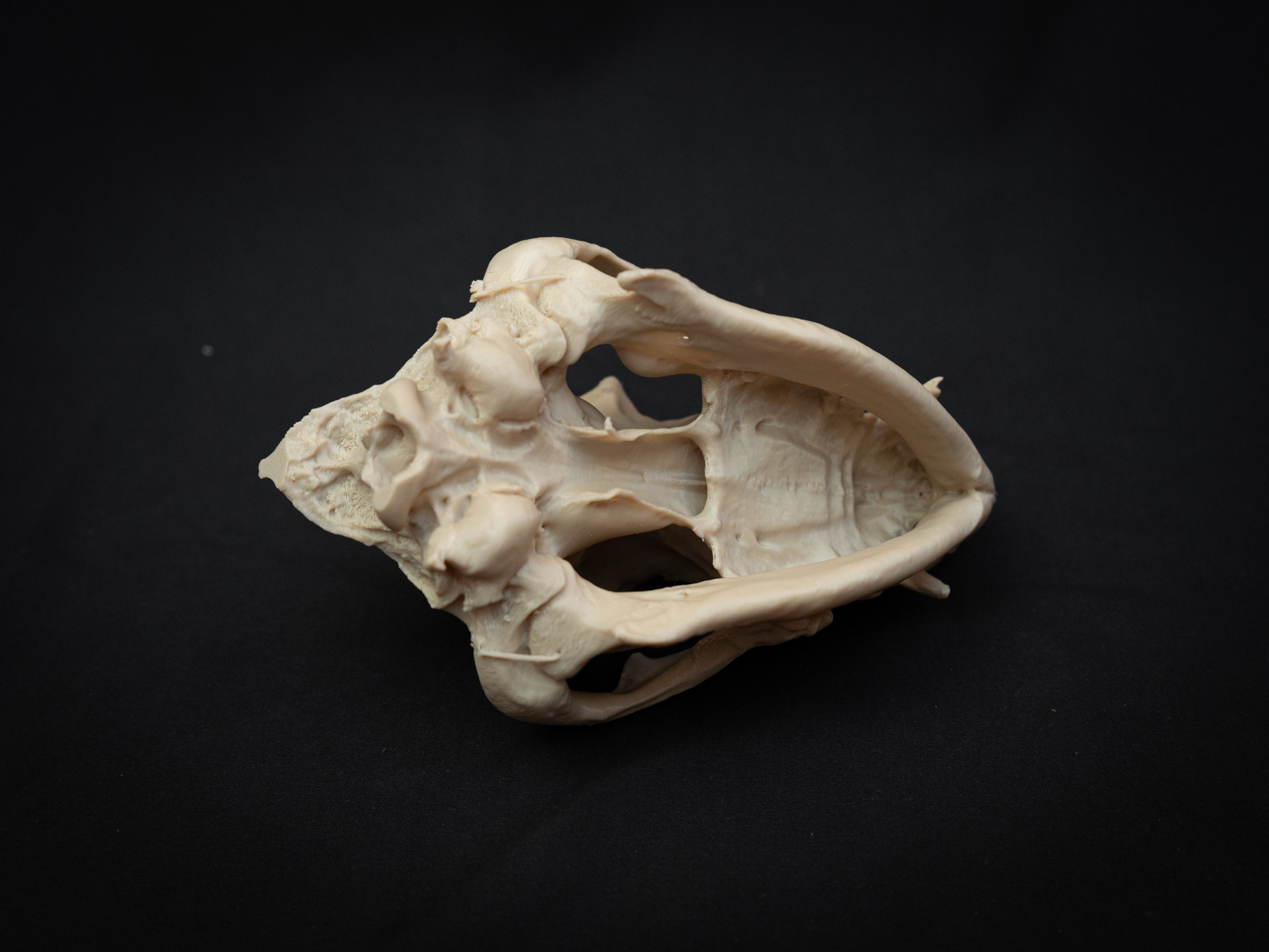 Life Size Bulldog Skull Replica – Realistic 3D Printed Dog Bone Model Display
