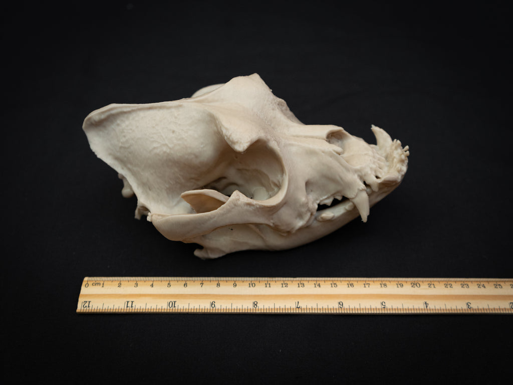 Life Size Bulldog Skull Replica – Realistic 3D Printed Dog Bone Model Display