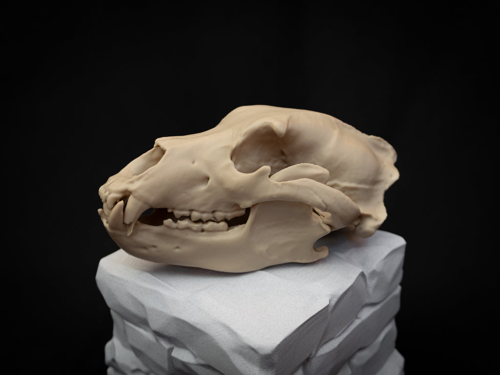 Grizzly Bear Skull Replica – Life Size 3D Printed Bone Display Model