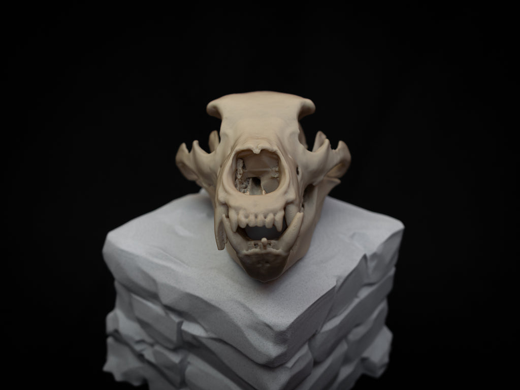 Grizzly Bear Skull Replica – Life Size 3D Printed Bone Display Model