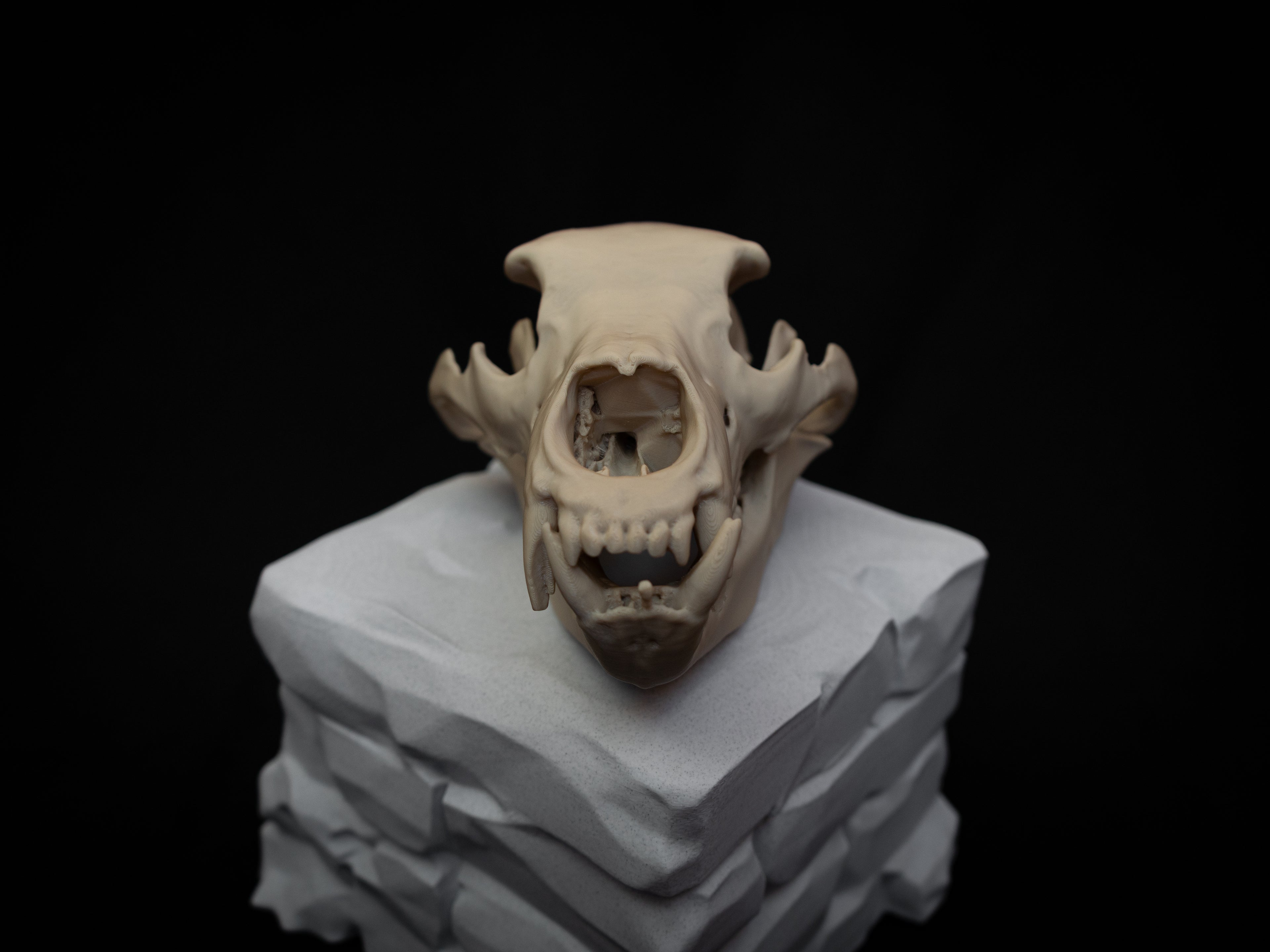 Grizzly Bear Skull Replica – Life Size 3D Printed Bone Display Model