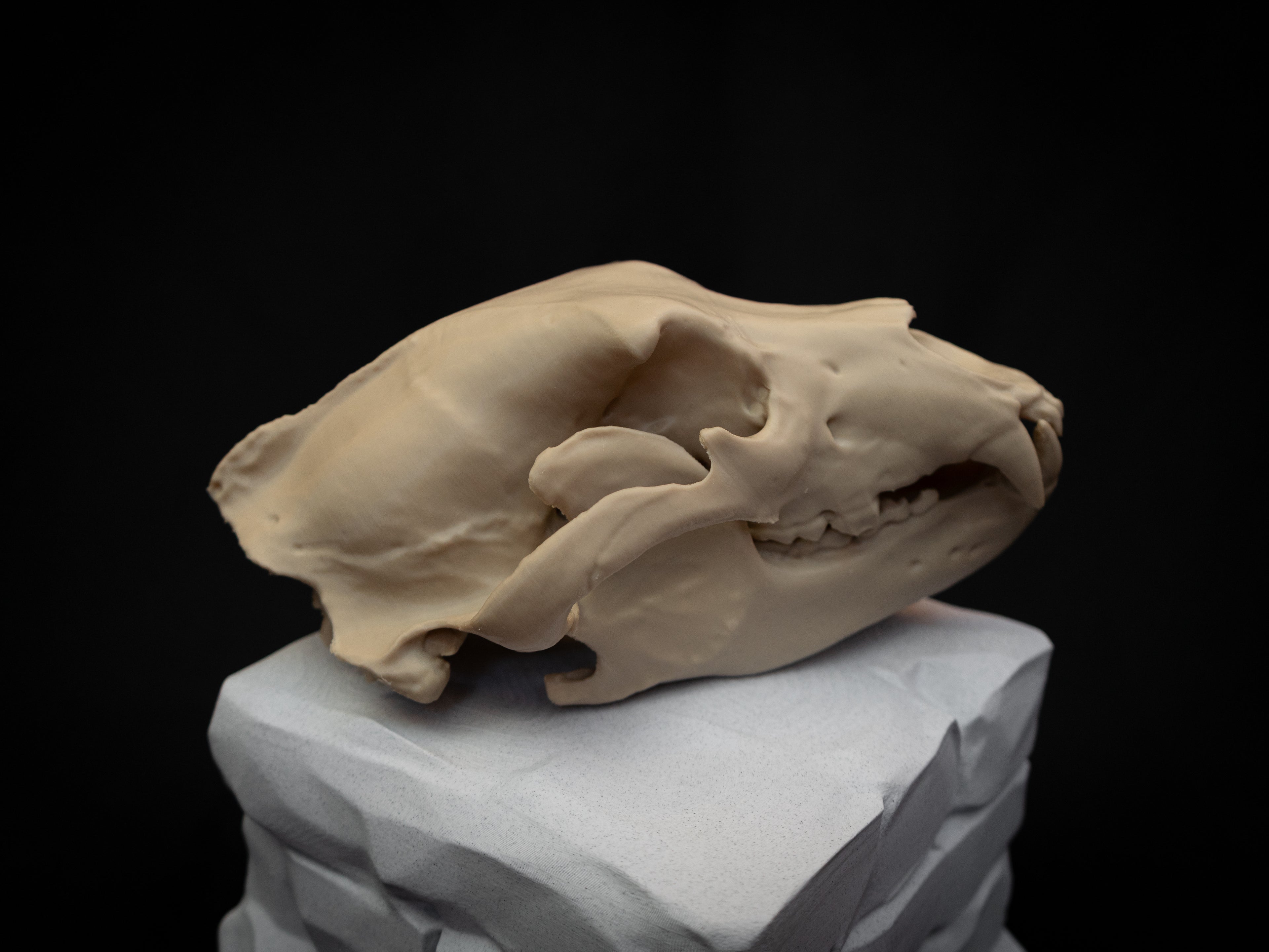 Grizzly Bear Skull Replica – Life Size 3D Printed Bone Display Model