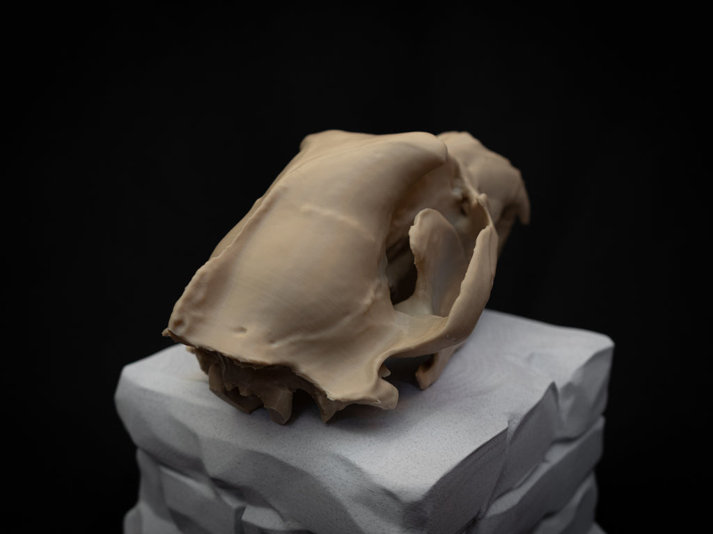 Grizzly Bear Skull Replica – Life Size 3D Printed Bone Display Model