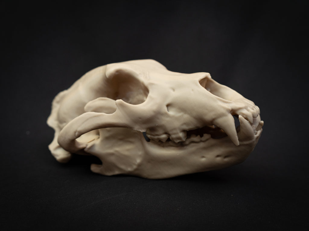 Grizzly Bear Skull Replica – Life Size 3D Printed Bone Display Model