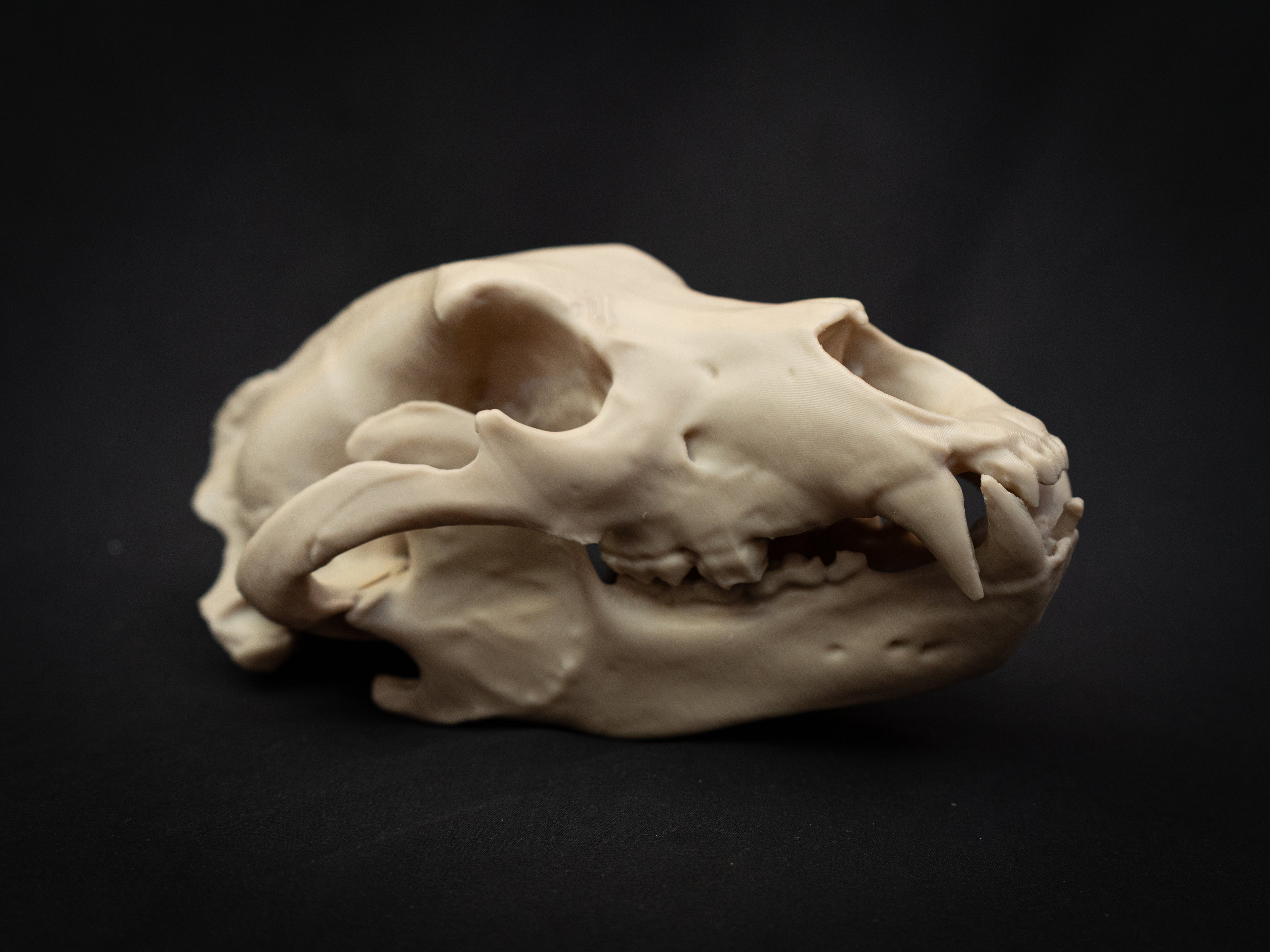 Grizzly Bear Skull Replica – Life Size 3D Printed Bone Display Model