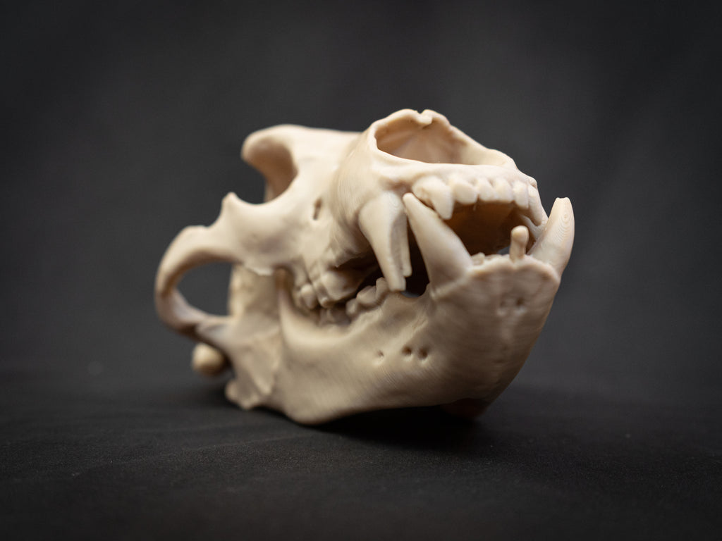 Grizzly Bear Skull Replica – Life Size 3D Printed Bone Display Model