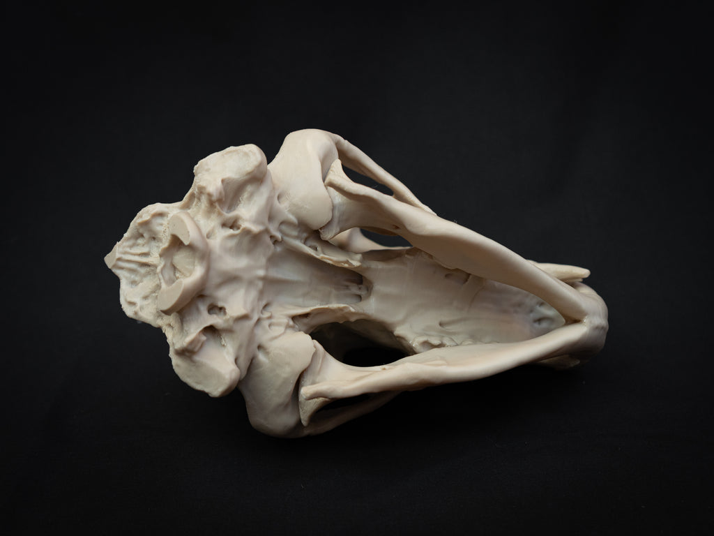 Grizzly Bear Skull Replica – Life Size 3D Printed Bone Display Model