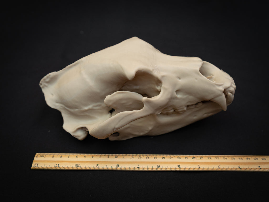 Grizzly Bear Skull Replica – Life Size 3D Printed Bone Display Model