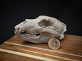 Grizzly Bear Skull Replica – Scaled 3D Printed Bone Display Model
