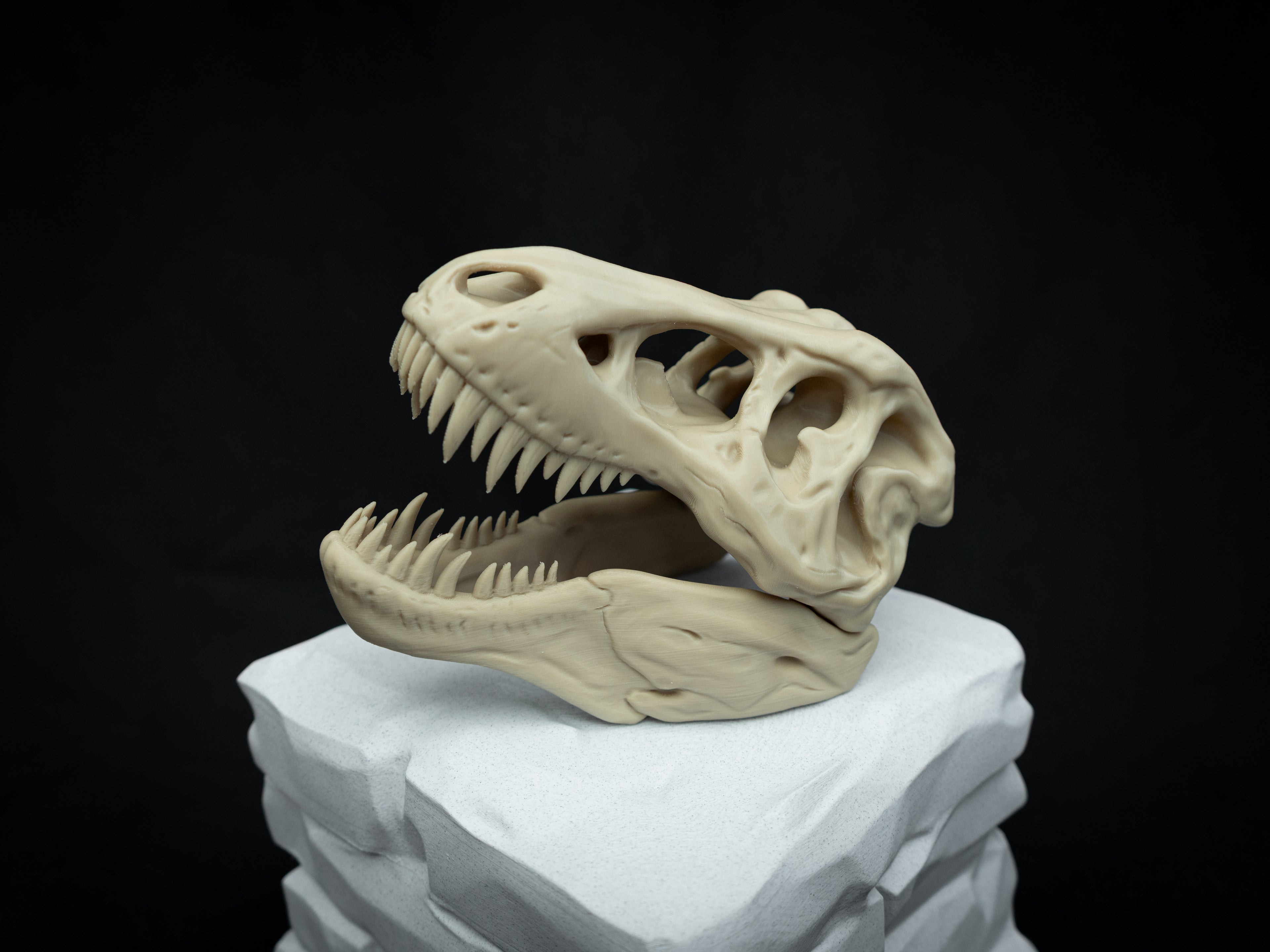 Scaled Down T-Rex Skull Replica – Realistic 3D Printed Dinosaur Bone Model