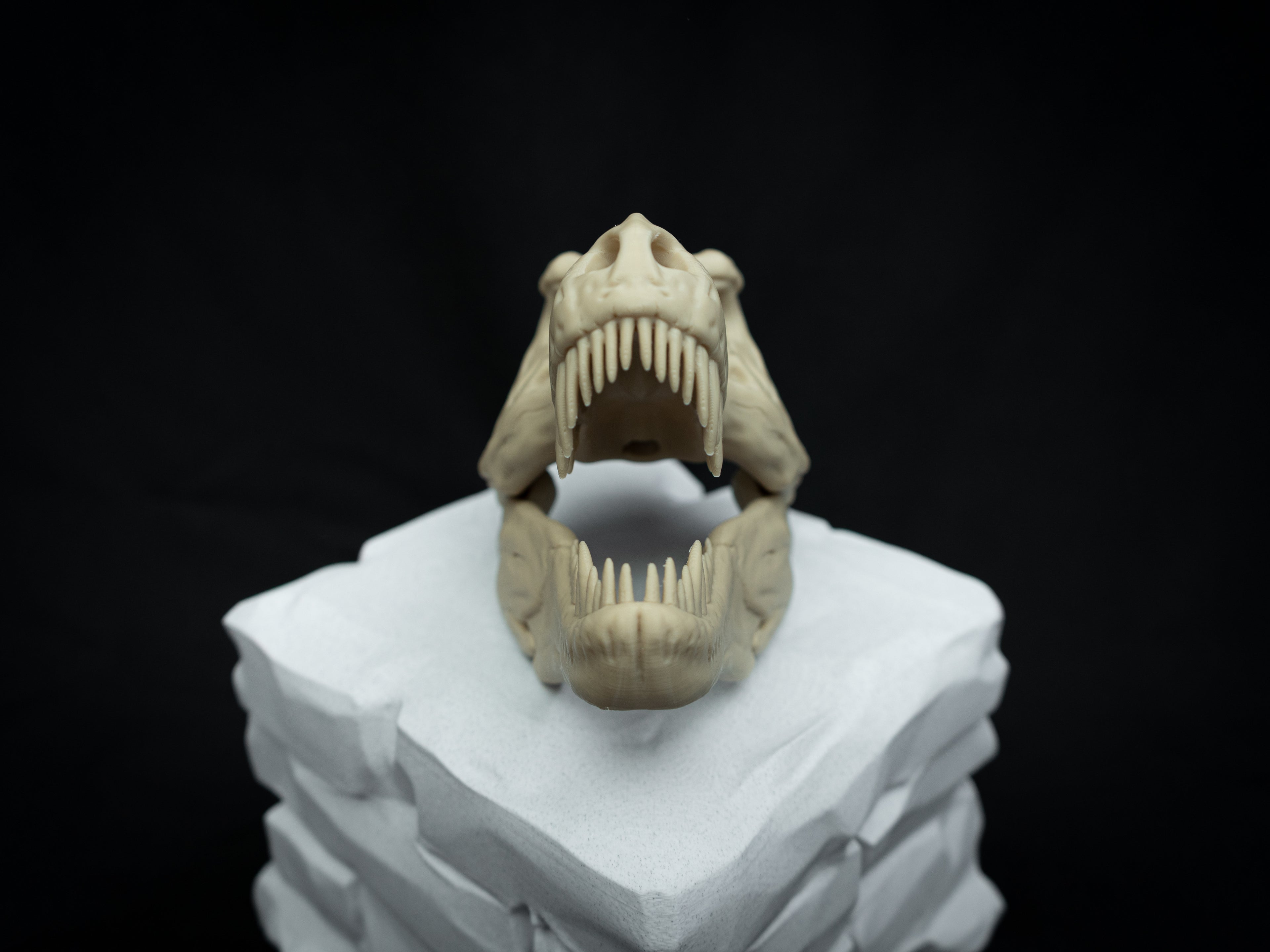 Scaled Down T-Rex Skull Replica – Realistic 3D Printed Dinosaur Bone Model