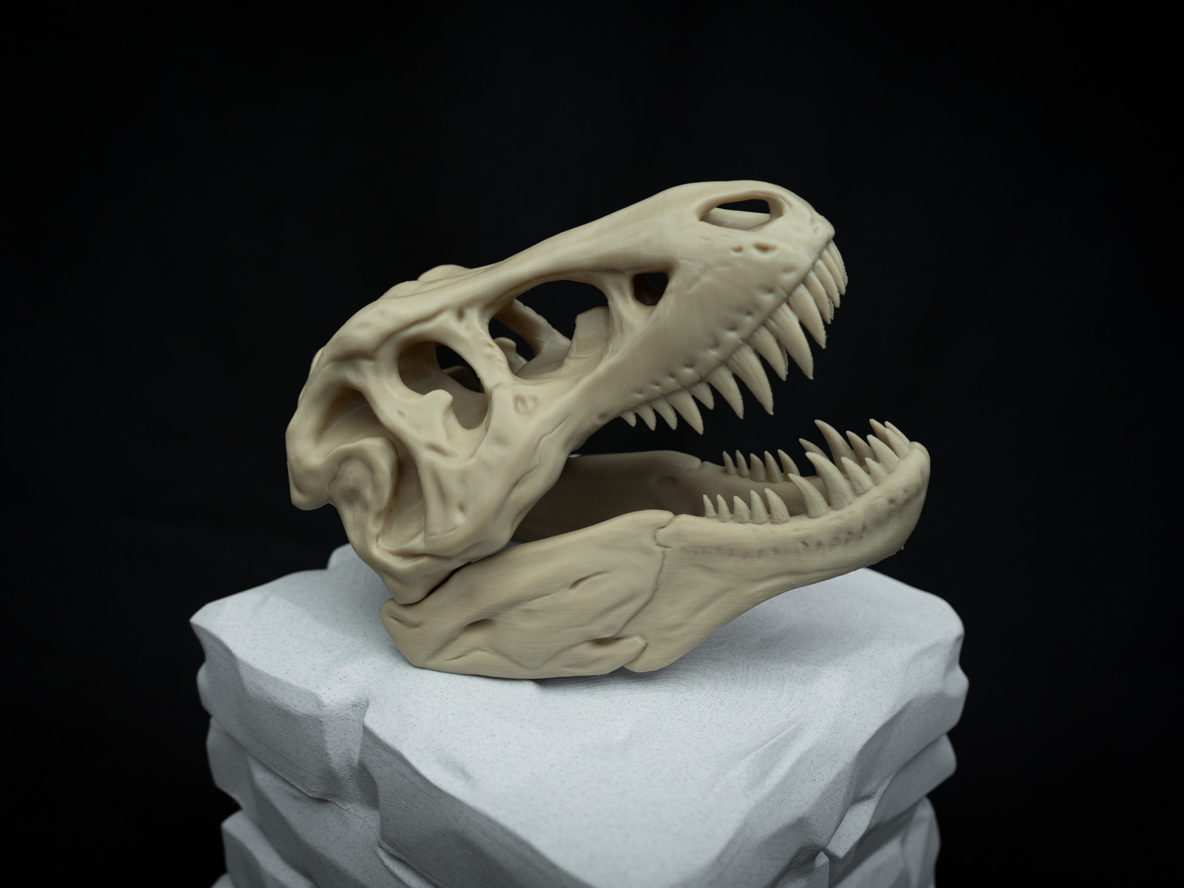 Scaled Down T-Rex Skull Replica – Realistic 3D Printed Dinosaur Bone Model
