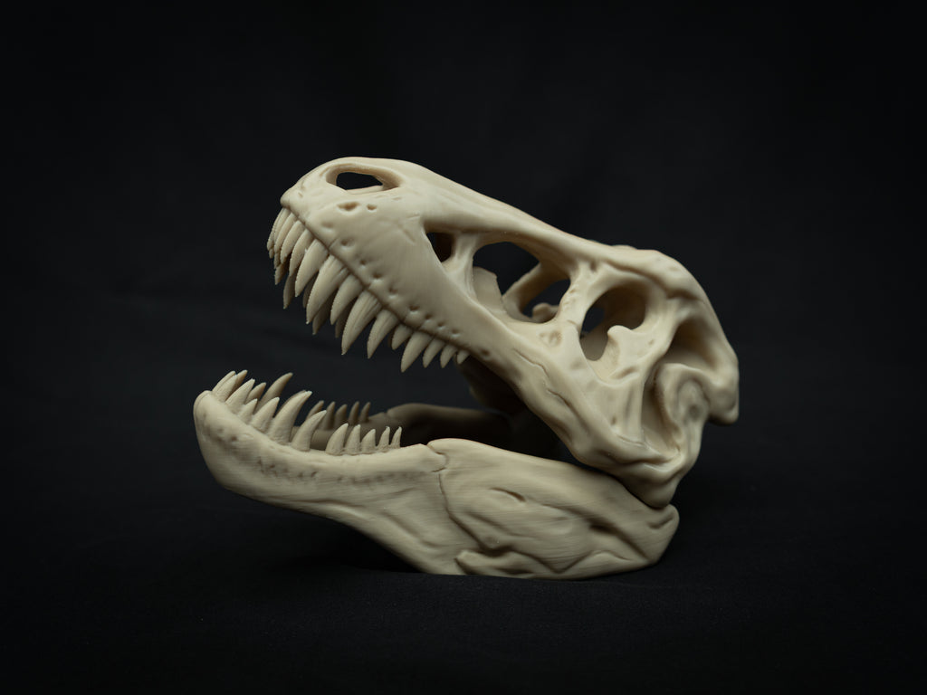 Scaled Down T-Rex Skull Replica – Realistic 3D Printed Dinosaur Bone Model