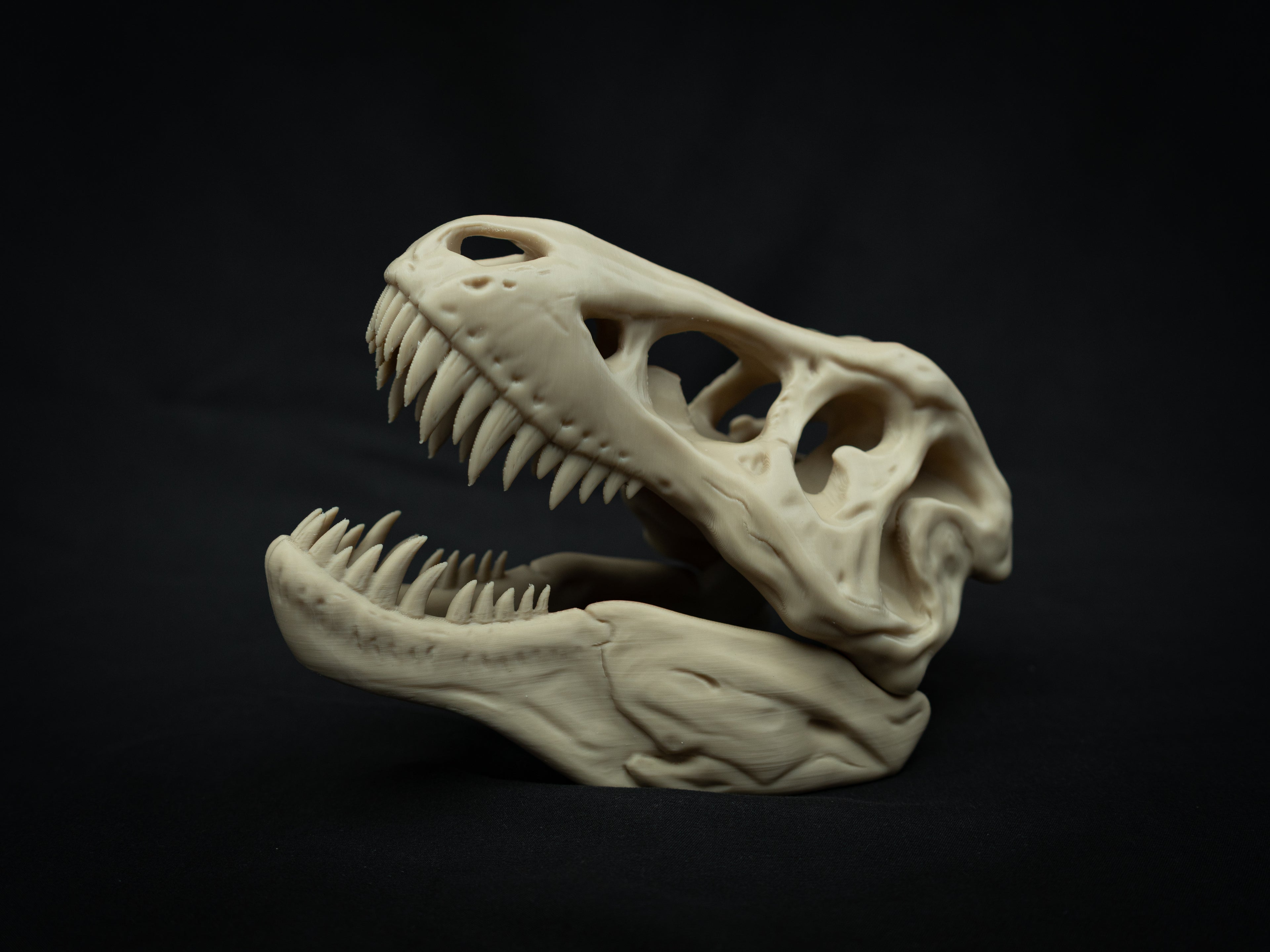 Scaled Down T-Rex Skull Replica – Realistic 3D Printed Dinosaur Bone Model