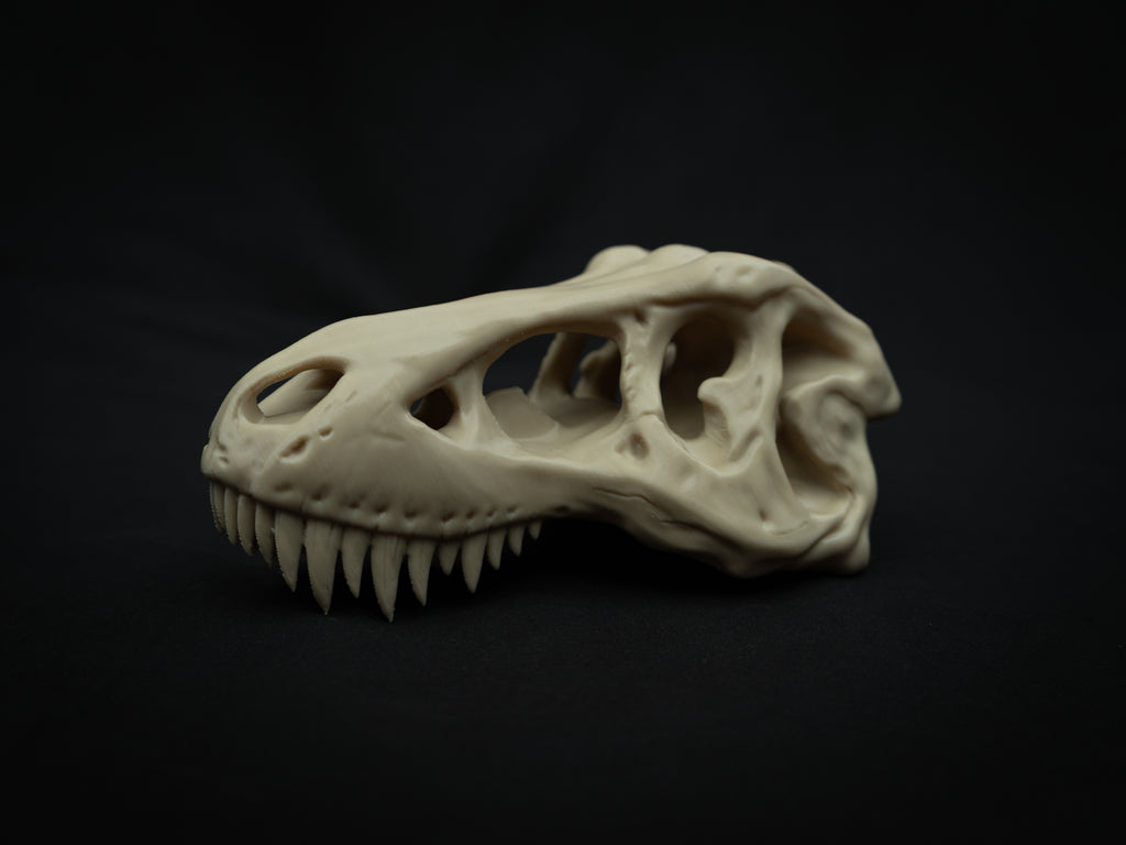 Scaled Down T-Rex Skull Replica – Realistic 3D Printed Dinosaur Bone Model