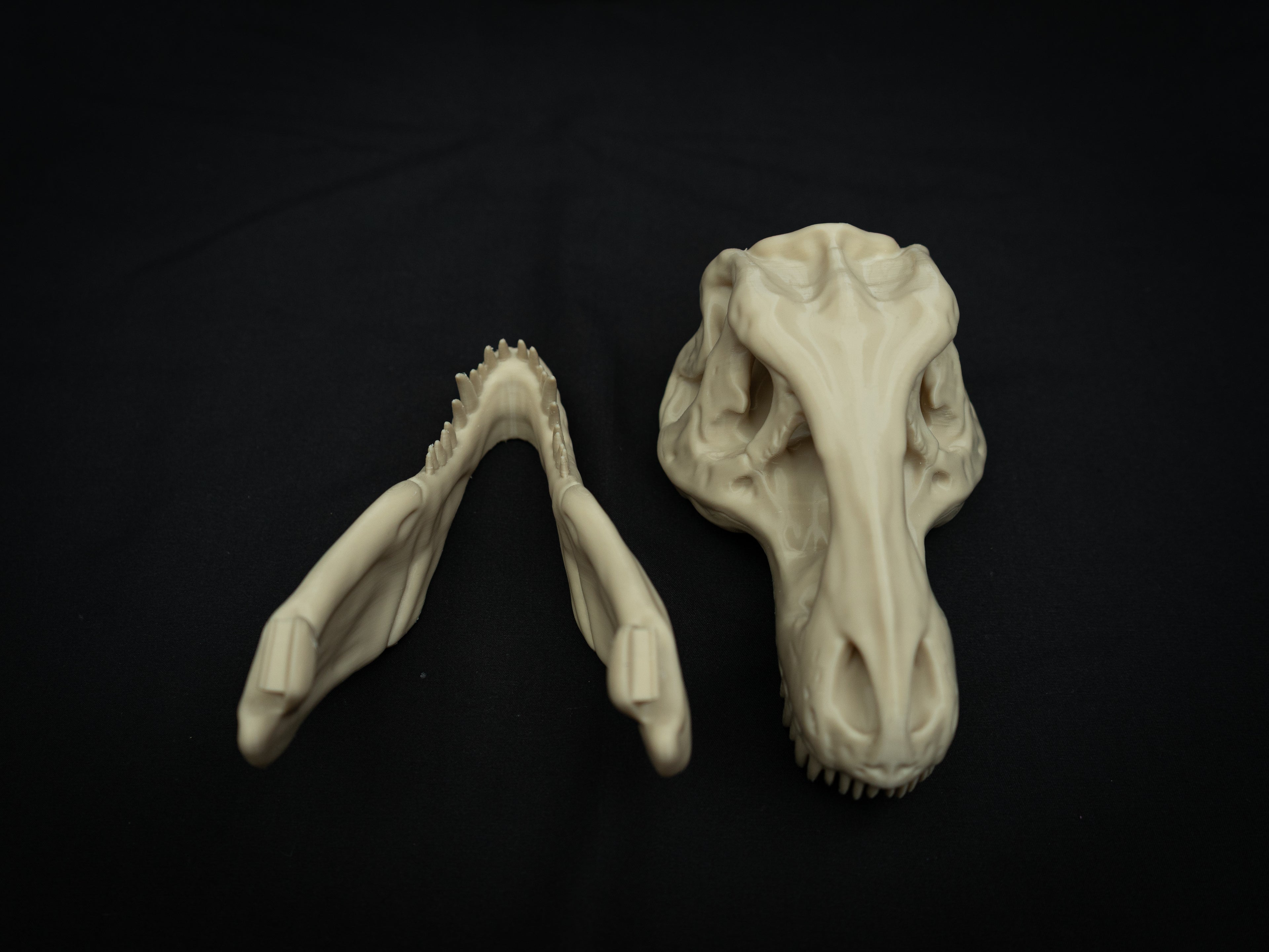 Scaled Down T-Rex Skull Replica – Realistic 3D Printed Dinosaur Bone Model