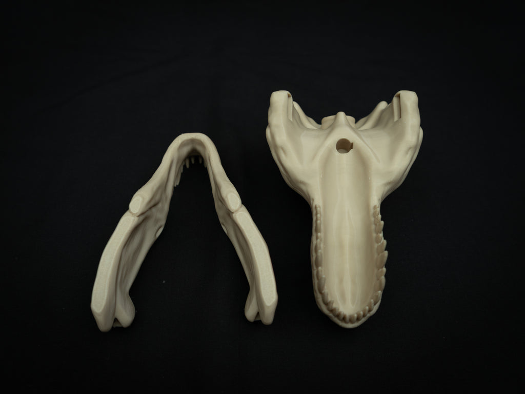 Scaled Down T-Rex Skull Replica – Realistic 3D Printed Dinosaur Bone Model