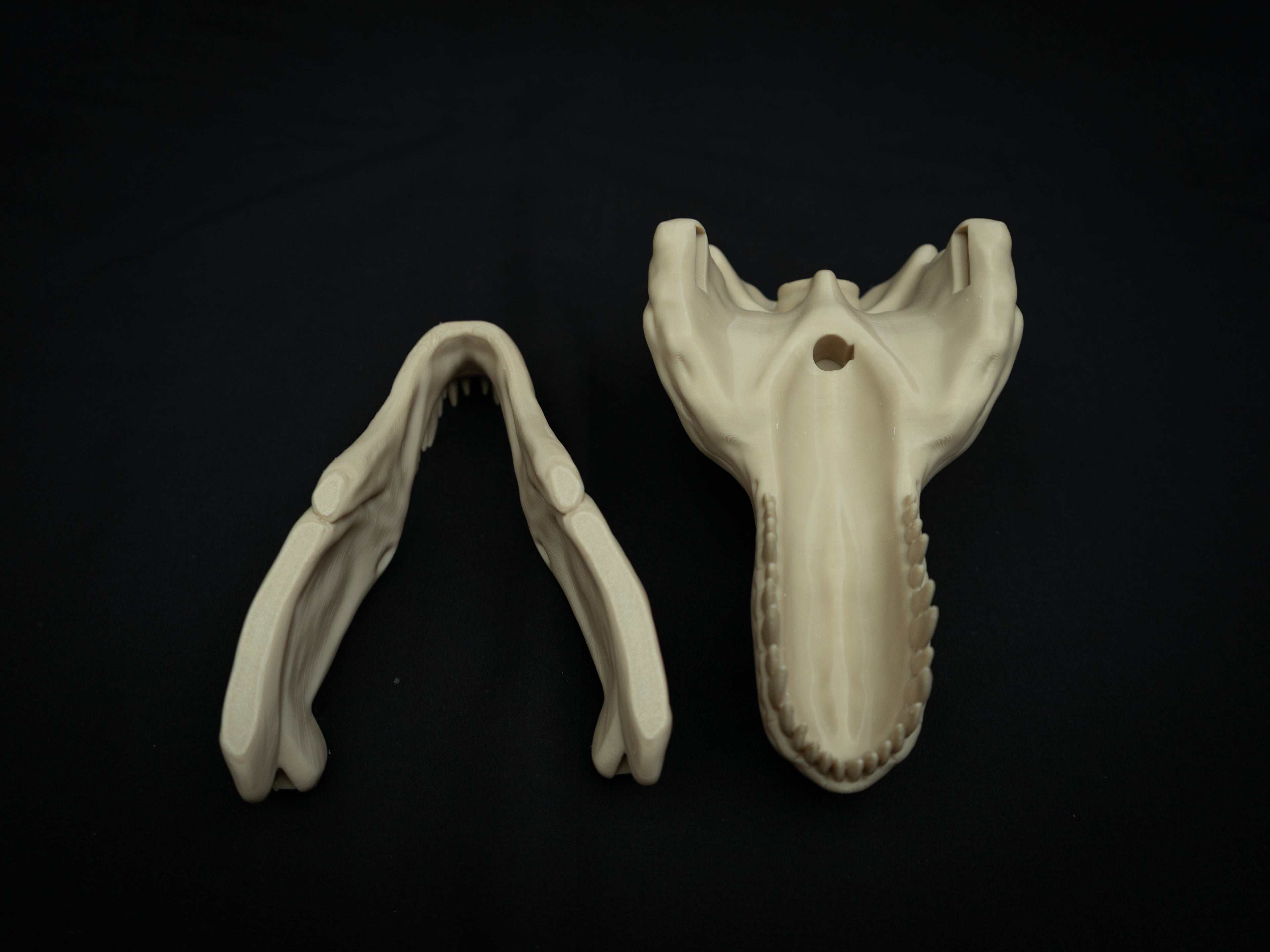 Scaled Down T-Rex Skull Replica – Realistic 3D Printed Dinosaur Bone Model