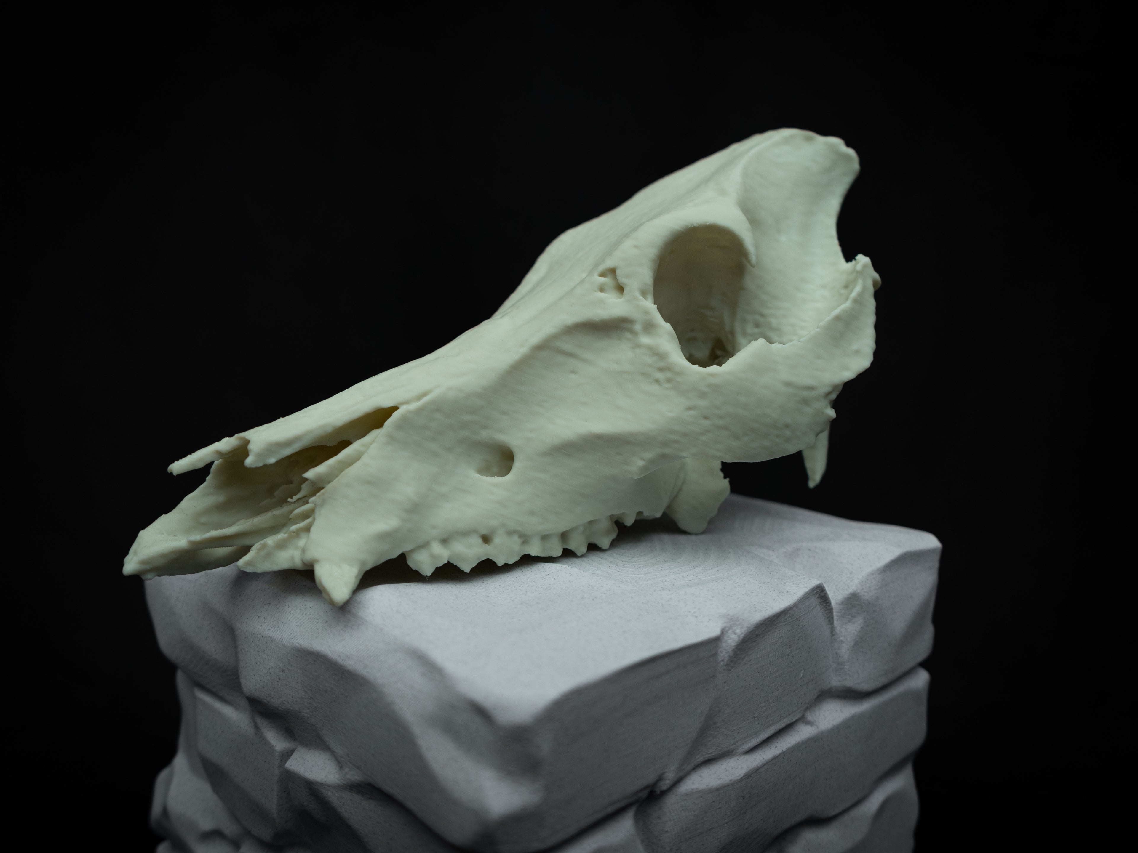 Life Size Boar Skull Replica – Realistic 3D Printed Bone Model Display