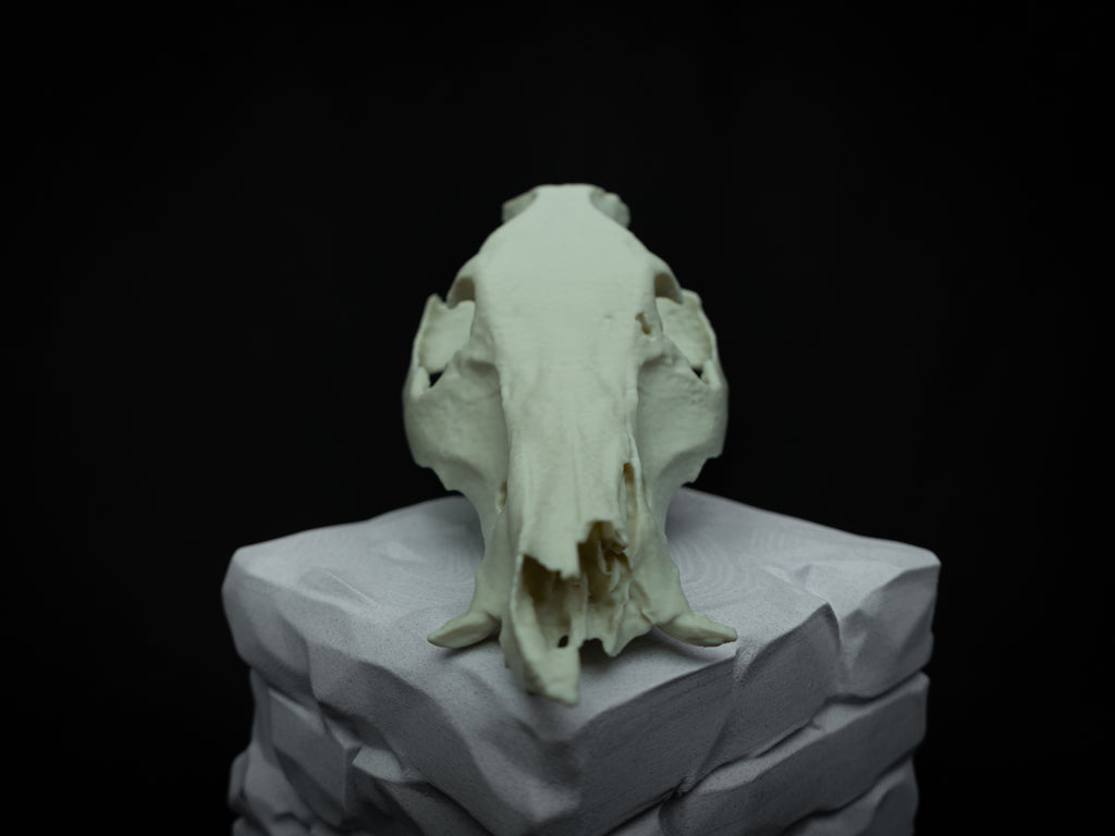 Life Size Boar Skull Replica – Realistic 3D Printed Bone Model Display