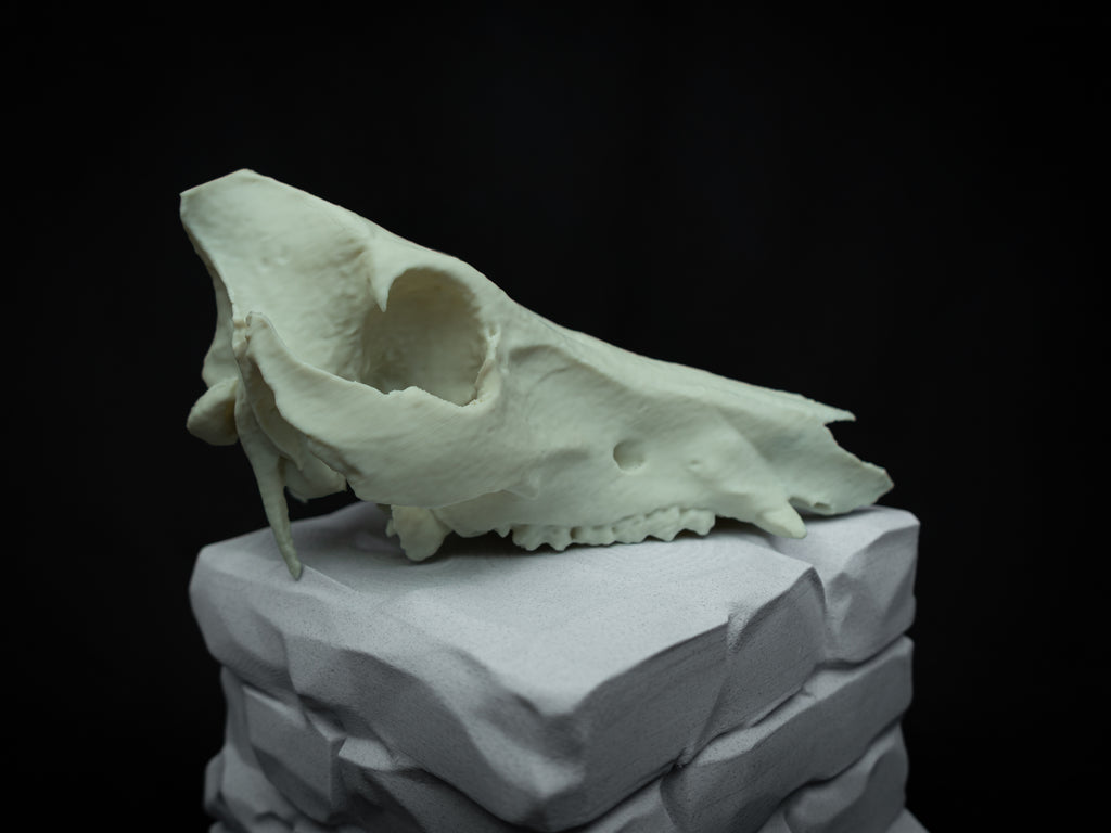Life Size Boar Skull Replica – Realistic 3D Printed Bone Model Display