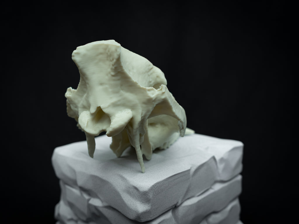 Life Size Boar Skull Replica – Realistic 3D Printed Bone Model Display