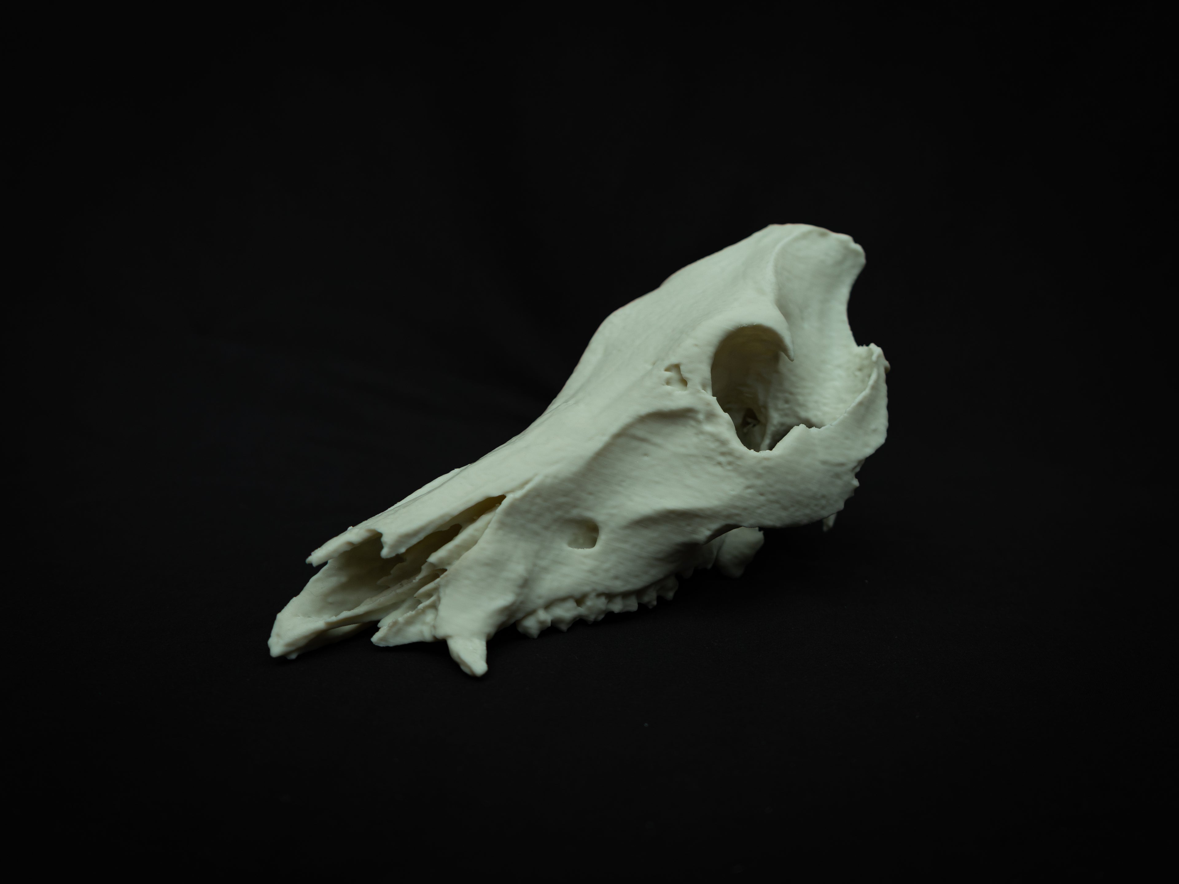 Life Size Boar Skull Replica – Realistic 3D Printed Bone Model Display